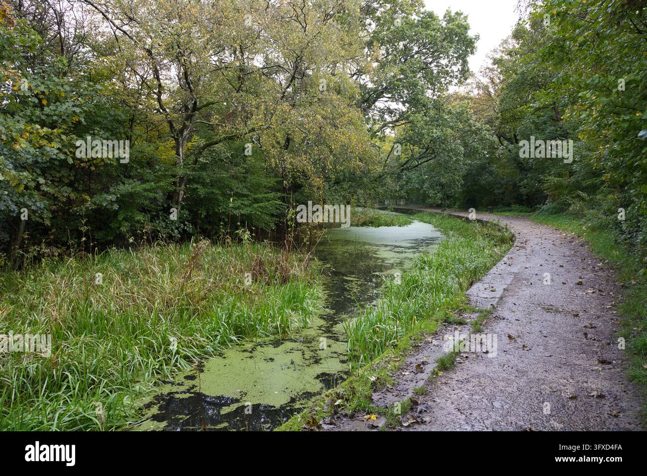 Chemin de halage sinueux longeant un canal couvert de lentilles d'eau sur la section de Ringley du canal Manchester-Bolton-et-Bury, Bolton, Lancashire, Royaume-Uni. Banque D'Images