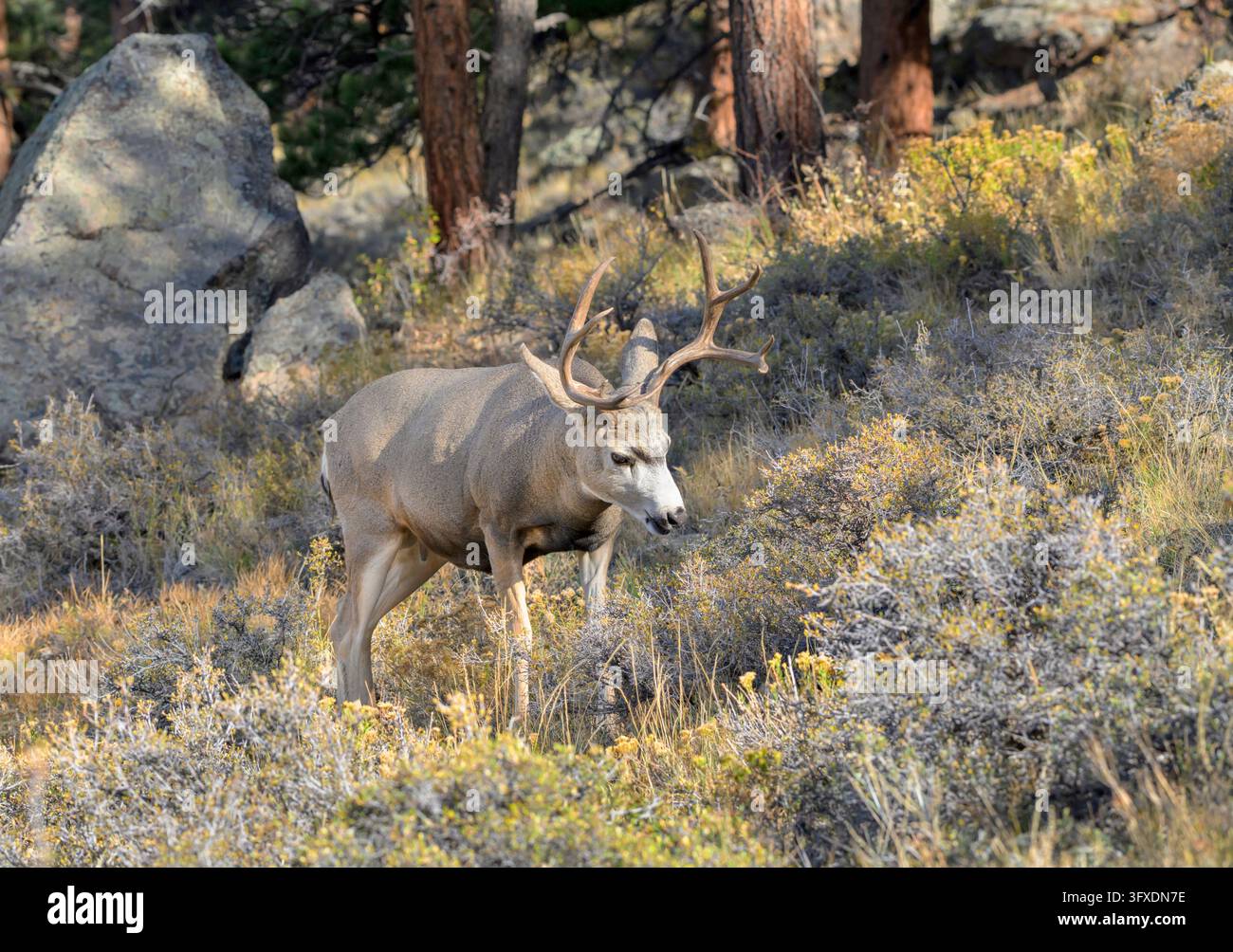 Cerf mulet (Odocoileus hemionus) en train de brouter sur une pente montagneuse en automne, Parc national des Montagnes Rocheuses, Colorado, États-Unis. Banque D'Images