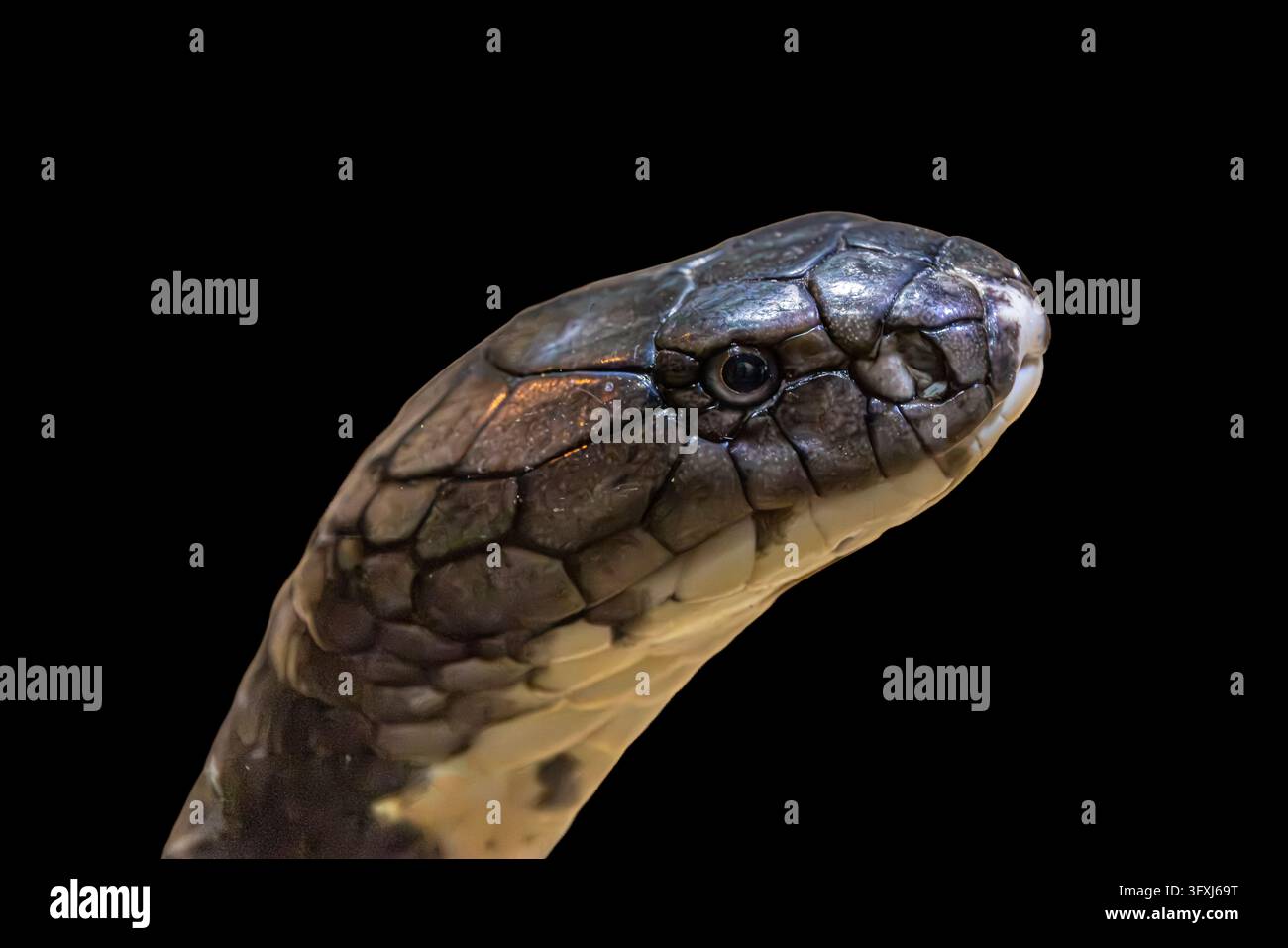 Le cobra royal de Sunda (Ophiophagus bungarus) est un grand serpent venimeux d'Asie du Sud-Est, étroitement apparenté au cobra royal et que l'on trouve principalement dans le Sunda Banque D'Images