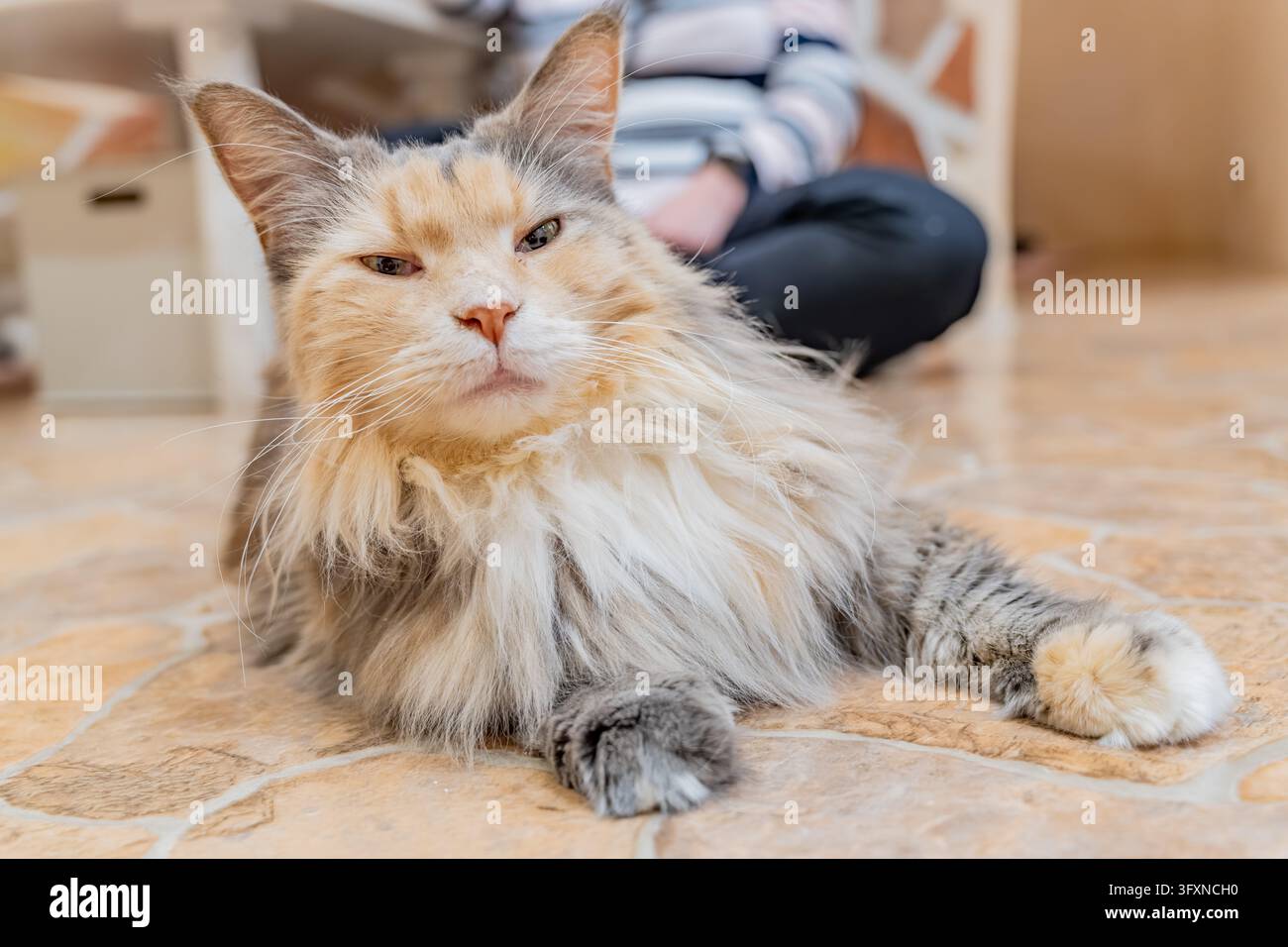 Tokyo, Japon, 22 NOV 2024 - Un chat calico à poils longs avec un col blanc duveteux est allongé sur un sol carrelé beige, avec une personne assise en tailleur dans le Banque D'Images