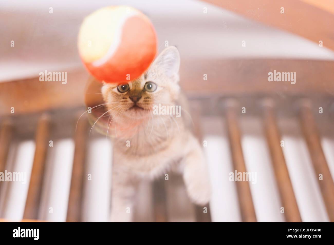 Un chaton argenté tabby curieux équilibrant une balle de tennis rouge et jaune sur sa tête tout en se tenant sur une surface en lattes de bois, capturé dans une lumière naturelle douce avec une profondeur de champ peu profonde et de grands yeux expressifs regardant directement la caméra Banque D'Images