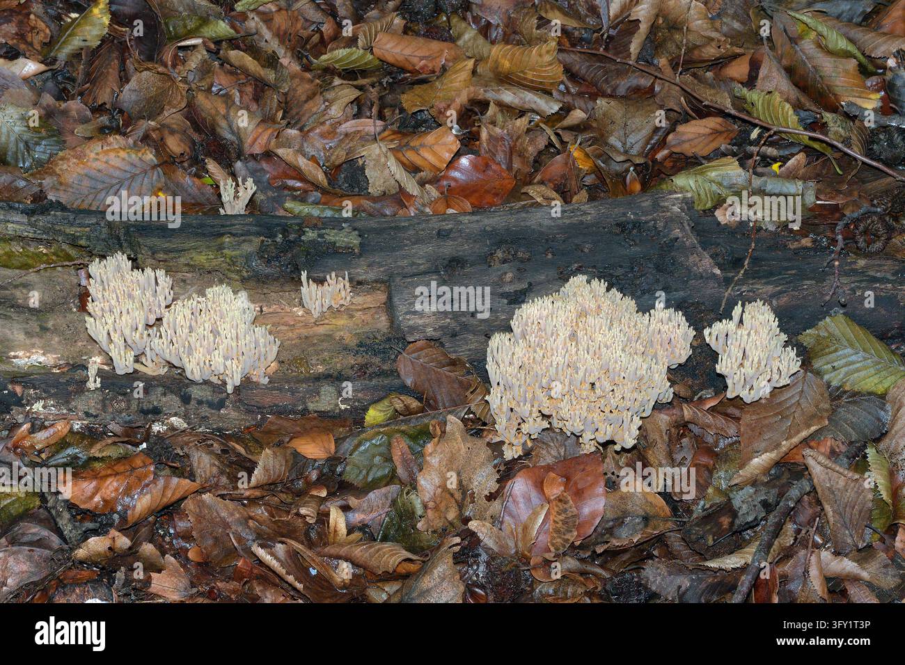Champignon corail ou Ramaria sur bois mort dans une forêt d'automne, région du Bas-Rhin, Allemagne Banque D'Images