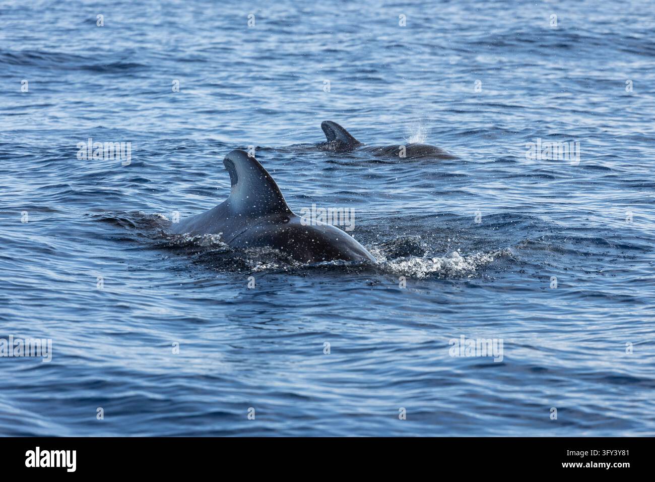 Deux dauphins à petites nageoires nageant dans l'océan Atlantique près de Ténérife Banque D'Images