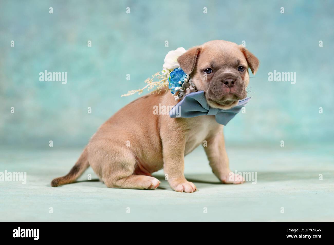 Coupe de bulldog français assis avec un nœud papillon bleu et des fleurs devant un fond bleu clair de studio Banque D'Images