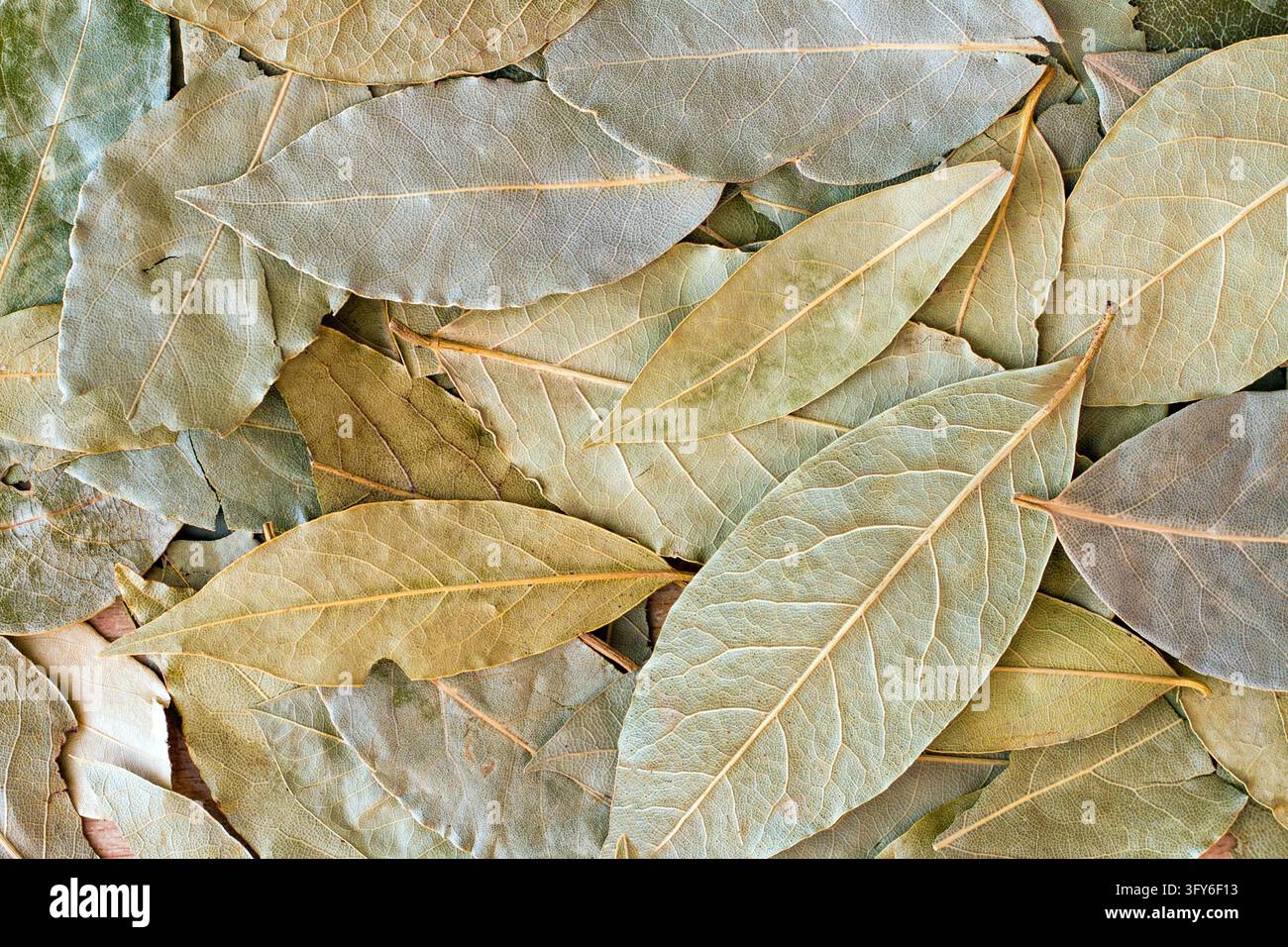 Feuilles de laurier parfumées. La texture des feuilles de laurier. Assaisonnements et épices pour la cuisine. Banque D'Images