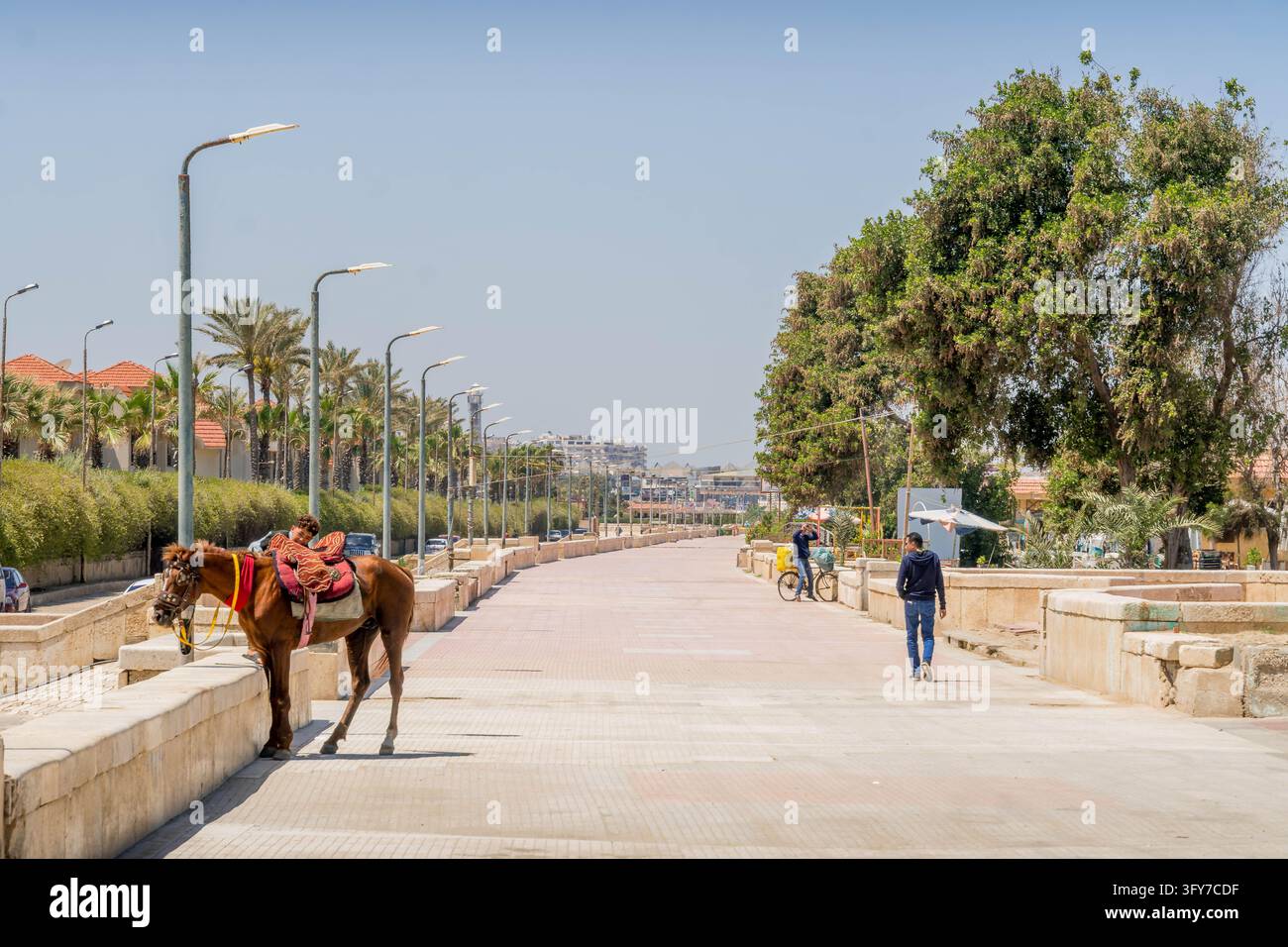 Cheval et piétons se reposent le long de la promenade pavée en bord de mer bordée de palmiers et de lampadaires à Port-Saïd, en Égypte. Banque D'Images
