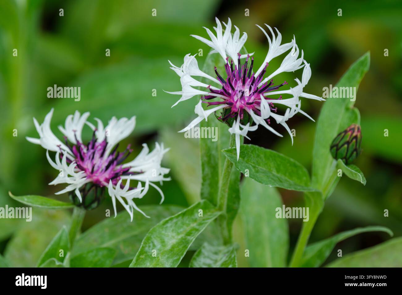 Centaurea montana Cœur pourpre, bleu des champs vivace Cœur pourpre, feuilles gris-vert en forme de lance, fleurs blanches, œil pourpre Banque D'Images