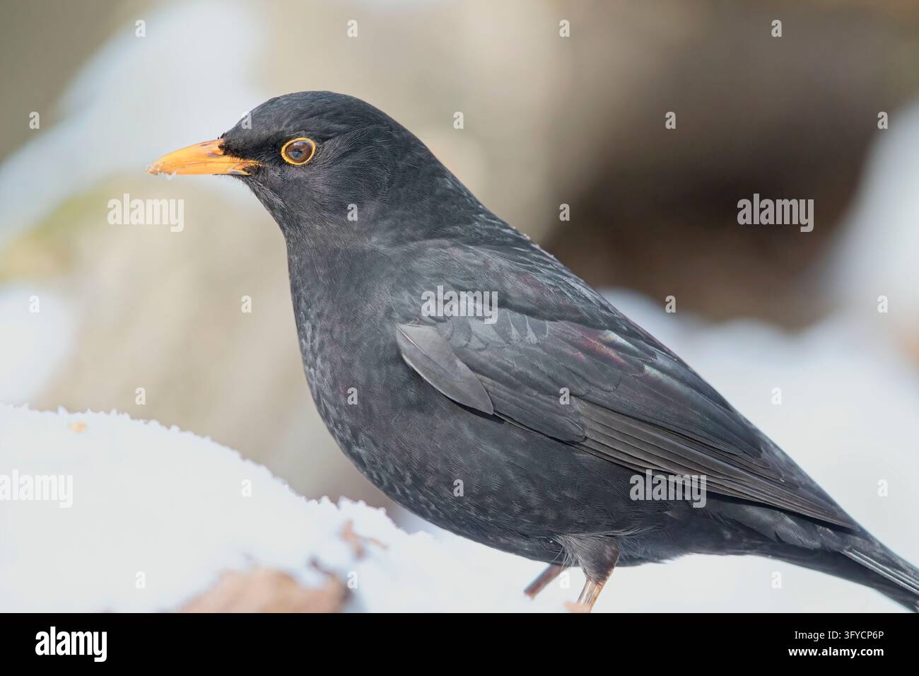 Un merle noir mâle (Turdus merula) aux plumes d'un noir de jais, debout dans un décor hivernal enneigé, vu en gros plan de profil. Banque D'Images