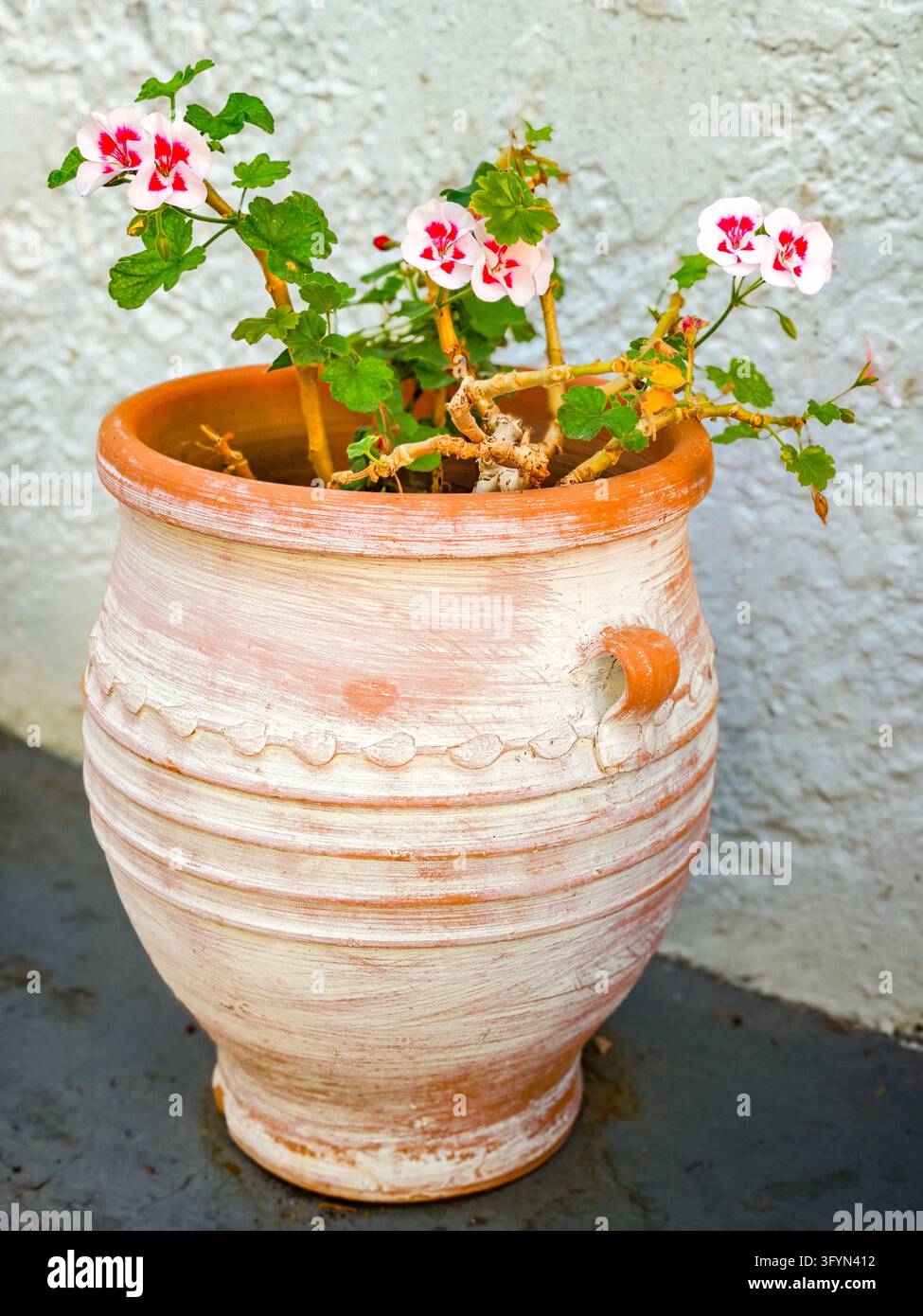 Une amphore en terre cuite crétoise traditionnelle avec des géraniums en fleurs devant un mur de maison blanc. Banque D'Images