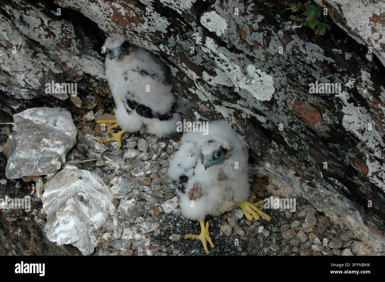 Des poussins de faucon blanc duveteux se blottissent dans une crevasse rocheuse naturelle au parc national de Shenandoah, en Virginie, États-Unis. Les jeunes rapaces, en attente de surveillance de la faune et de baguage scientifique, affichent un plumage juvénile doux avant de prendre leur envol. Les faucons pèlerin nichent sur les rebords de falaises élevées à travers l'Amérique du Nord, où les programmes de conservation surveillent le succès de la reproduction et la santé des poussins dans des habitats naturels protégés. Une version optimisée d'une image du service des parcs nationaux américains. Crédit : NPS Banque D'Images