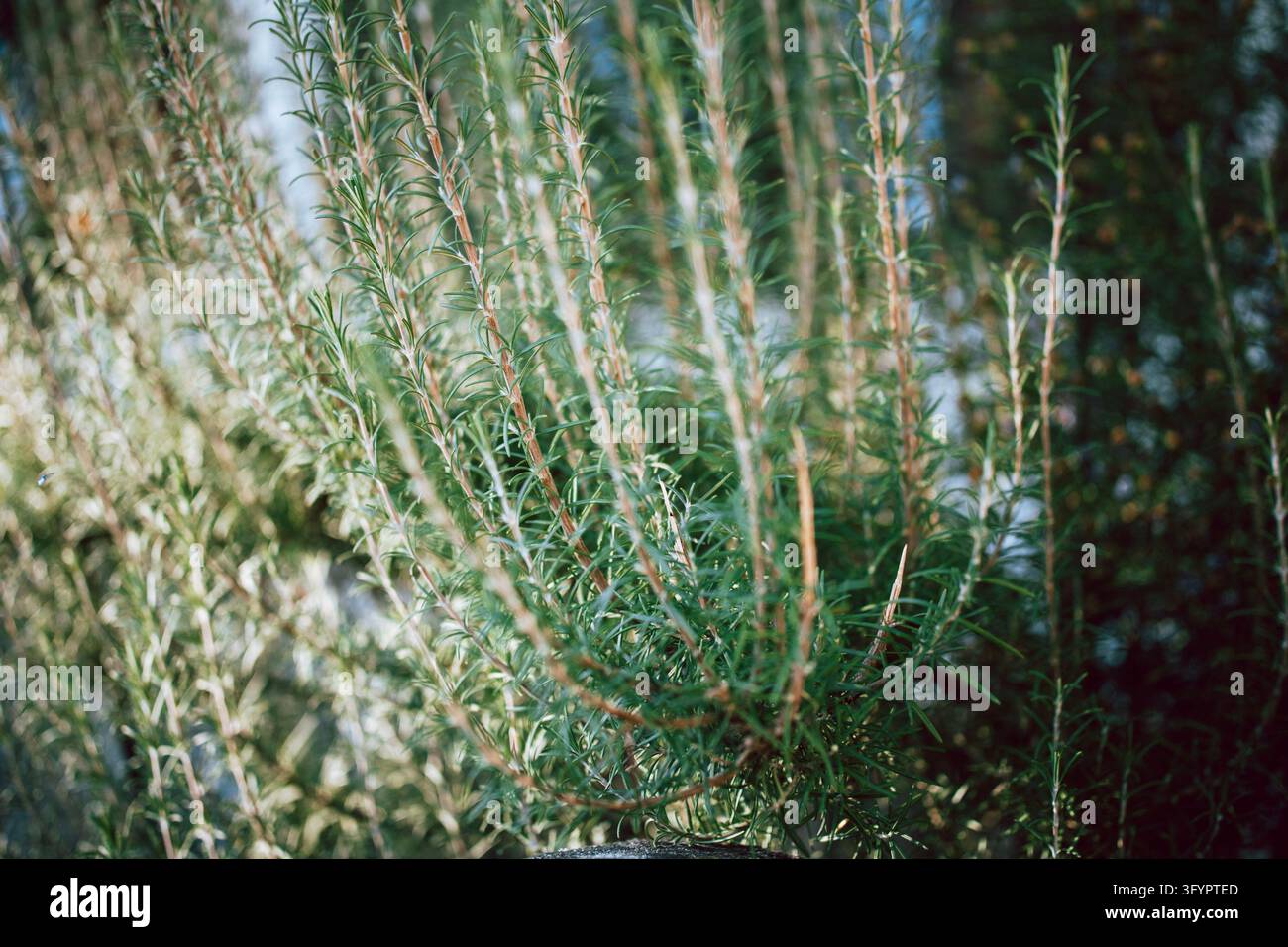 Plante de rom Rosmarinus officinalis, gros plan horizontal d'un buisson dense avec des feuilles en forme d'aiguilles et des tiges dressées, avant-plan flou et naturel Banque D'Images