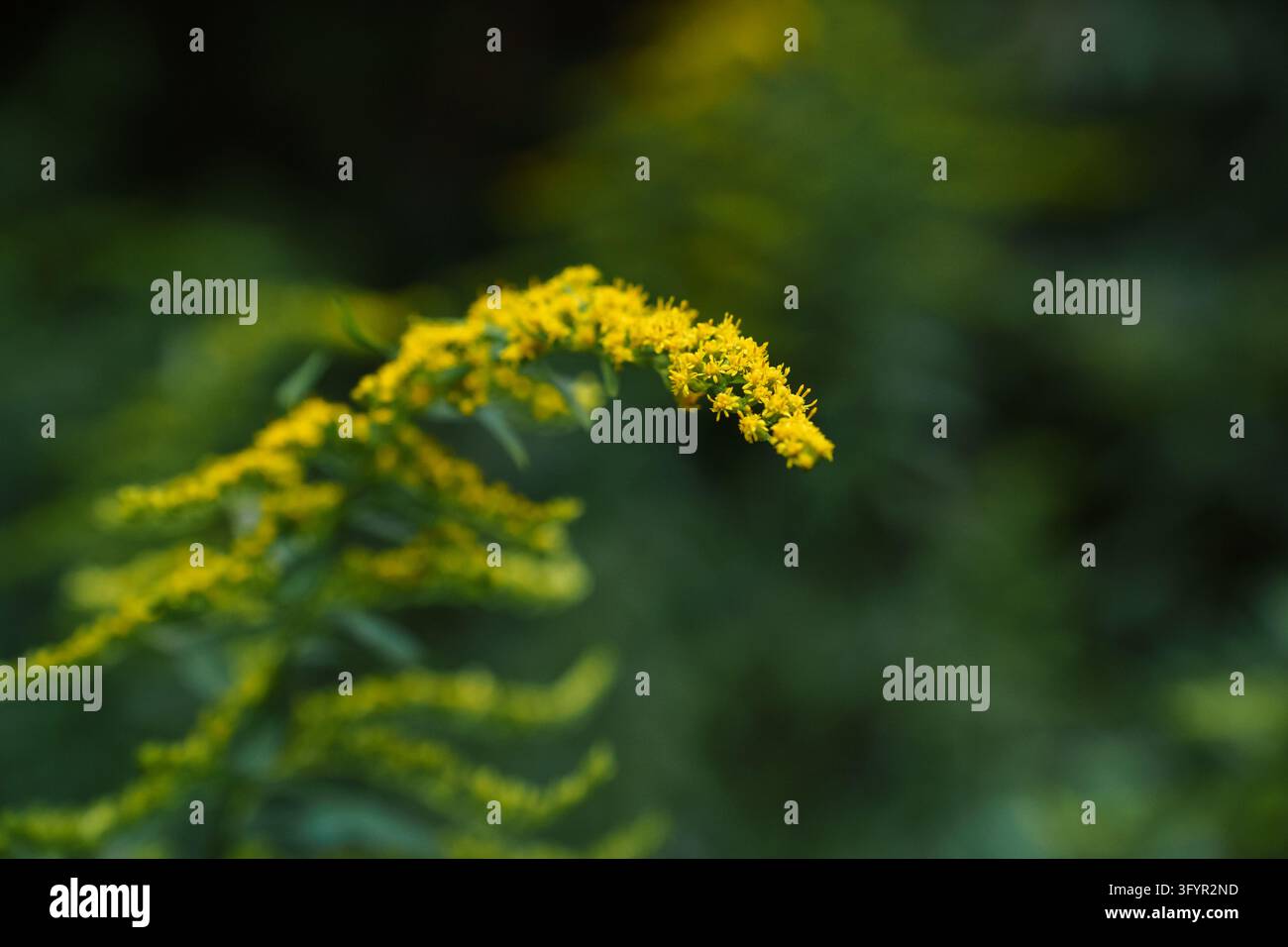 Grossissement de fleurs jaunes vives de solidagos se déployant contre un fond atmosphérique, illustrant la médecine naturelle à base de plantes, les ingrédients botaniques sauvages, la transition saisonnière automnale et la biodiversité des prairies Banque D'Images