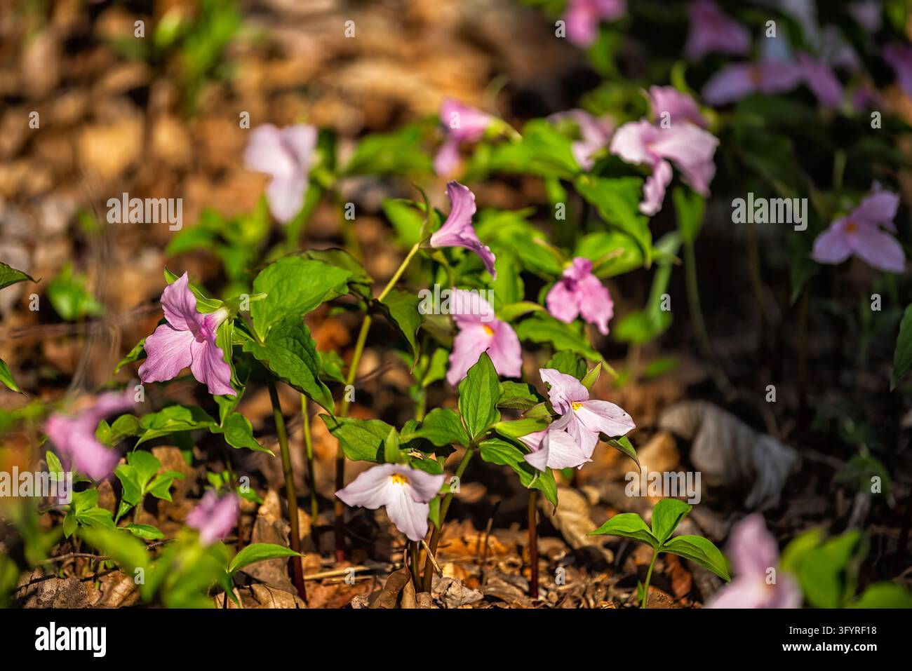 Fleurs de trillium, fleurs sauvages roses et blanches poussant le long d’un sentier de randonnée au Wintegreen Resort dans les montagnes Blue Ridge de Virginie, gros plan macro Banque D'Images