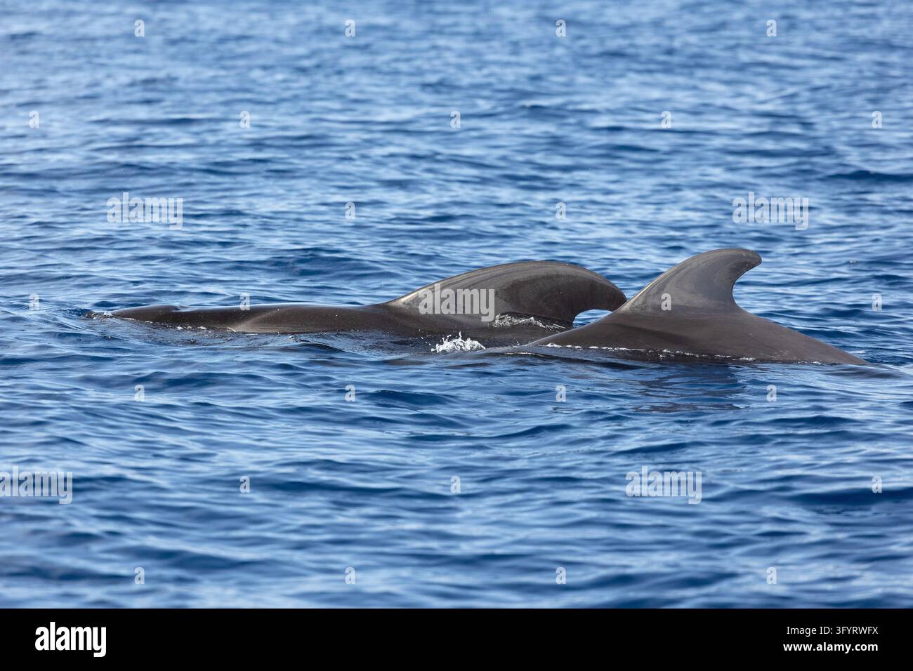 Deux globicéphales, connus sous le nom de kulohlavec, nageant dans l'eau bleue de l'océan lors d'une excursion d'observation de la faune. Ténérife, Espagne. Banque D'Images