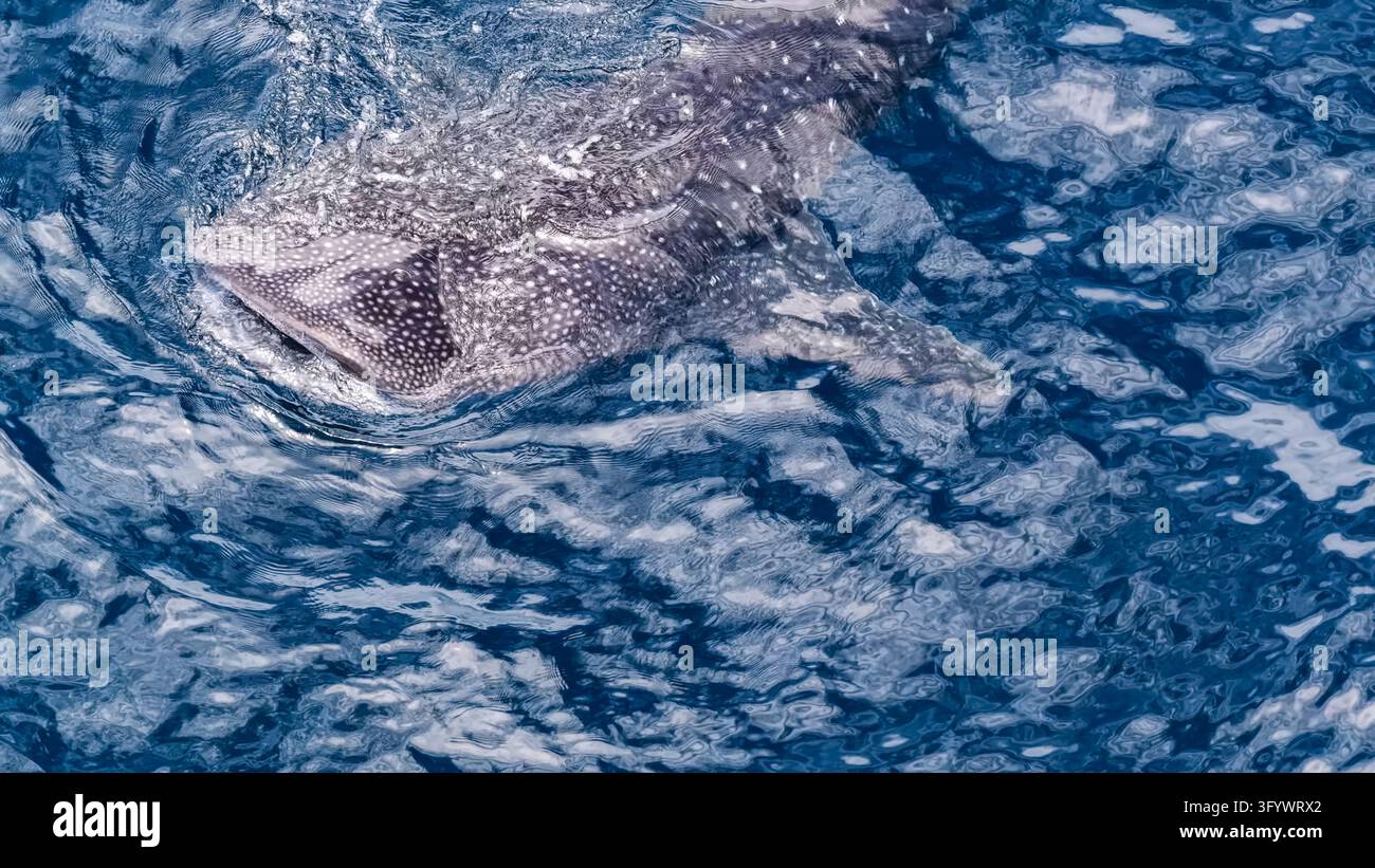 Vue aérienne d'un requin-baleine nageant dans les eaux bleues profondes avec des taches blanches visibles sur sa peau, Southern Leyte, Philippines. Banque D'Images