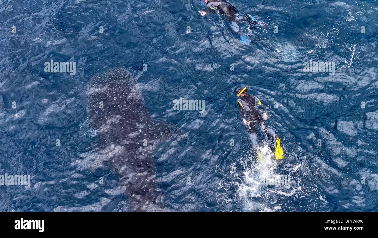 Vue aérienne d'un requin-baleine nageant dans les eaux bleu profond avec deux plongeurs en apnée à proximité à Southern Leyte, aux Philippines. Banque D'Images
