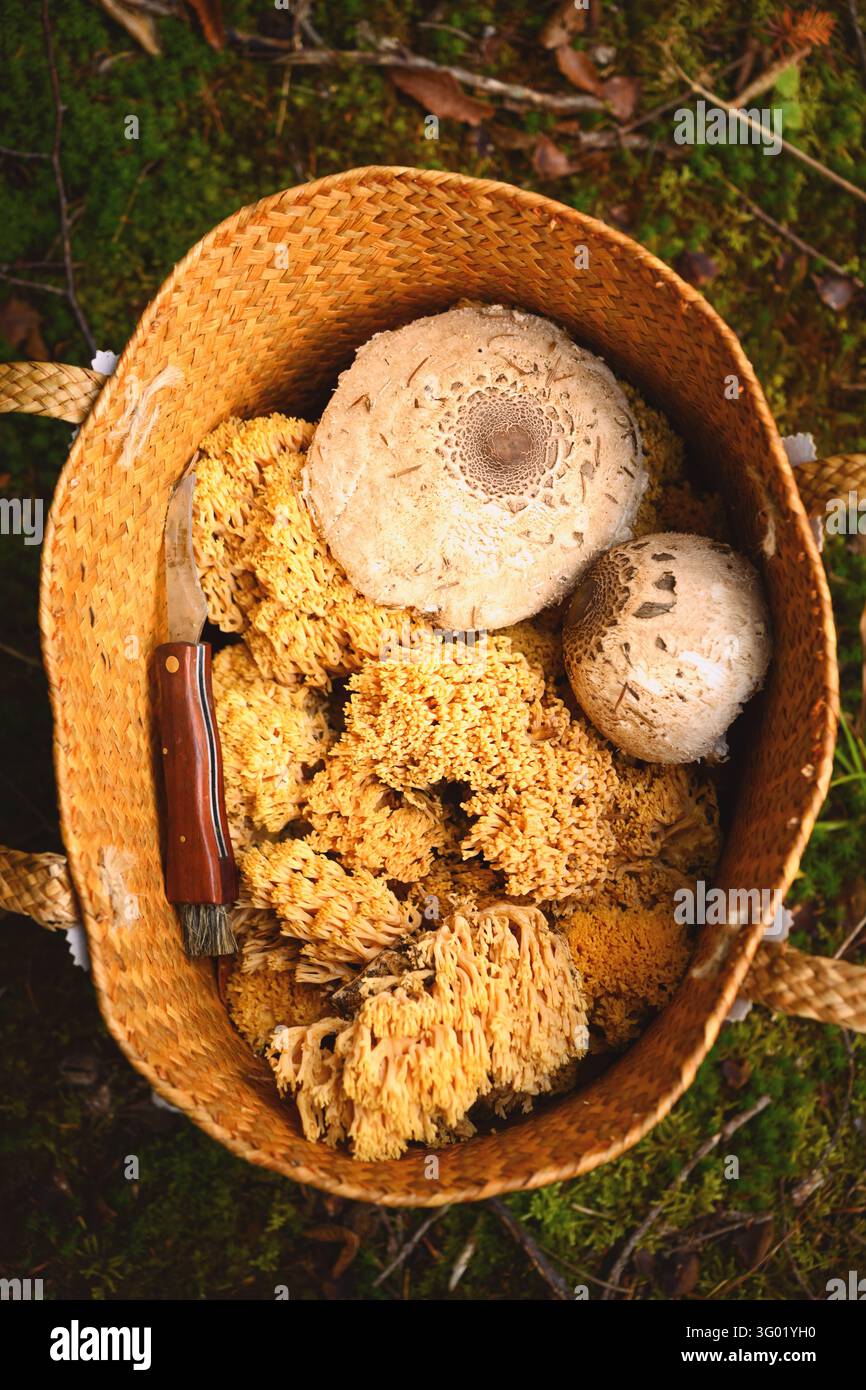 Panier en osier rempli de champignons corallins sauvages et deux chapeaux de champignons à ombrelle. Vue de dessus d'une récolte fraîche de champignons forestiers avec des textures naturelles Banque D'Images
