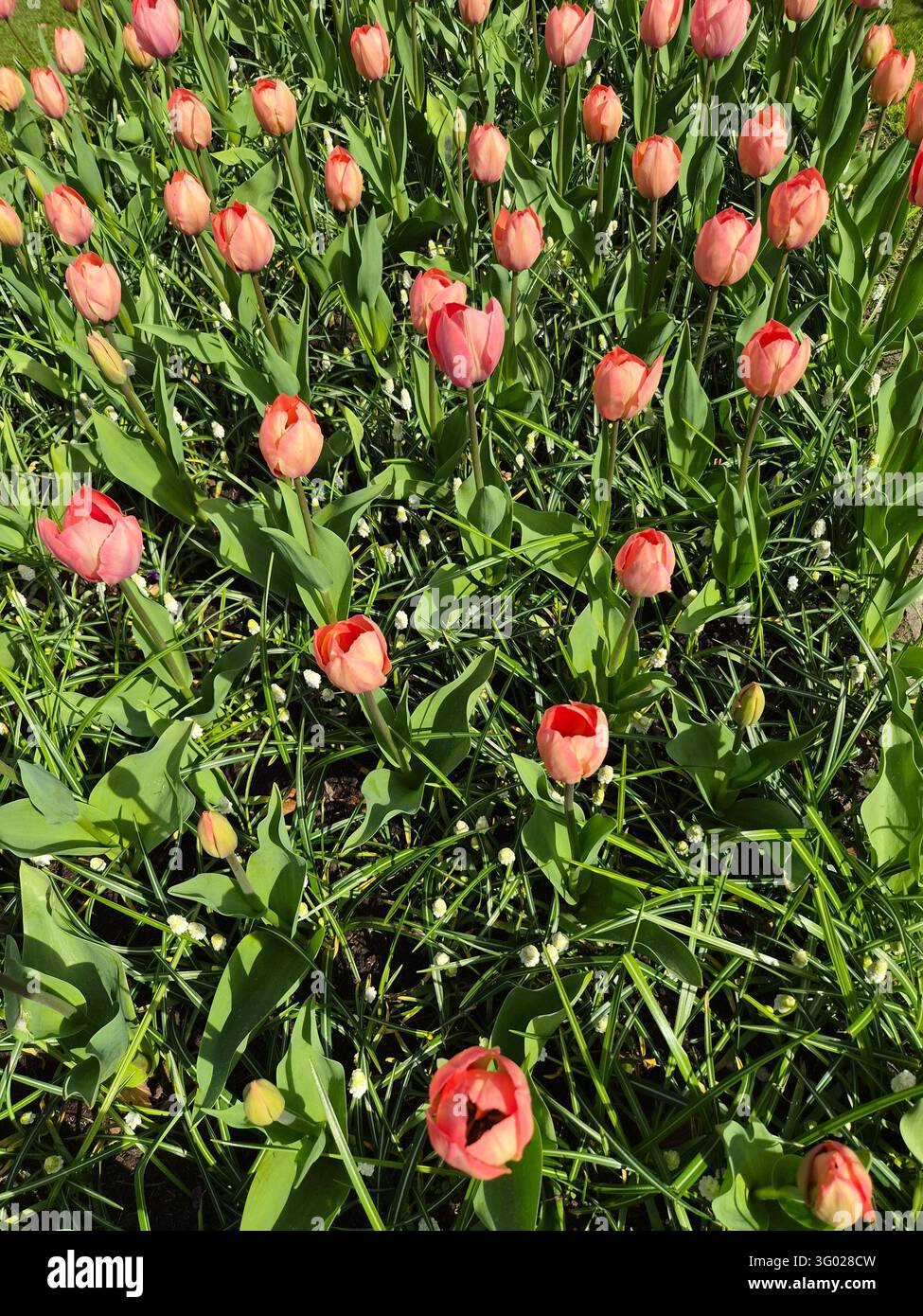 Tulipes rose saumon avec des feuilles vertes fraîches dans un jardin printanier, Pays-Bas, avril 2026 - Image de stock capturée avec un smartphone