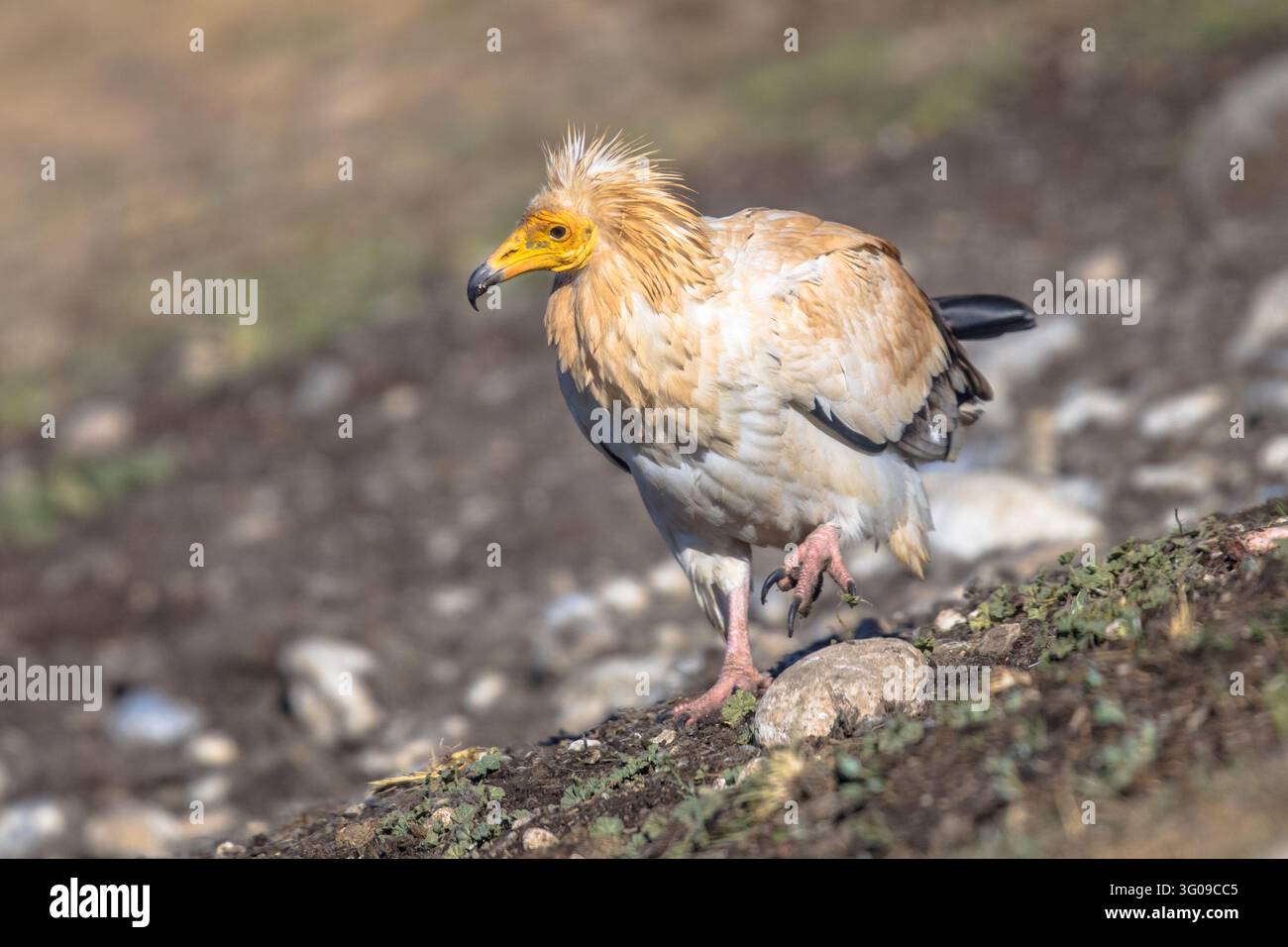 La vautour égyptienne (Neophron percnopterus) se dévalant sur la carcasse dans les Pyrénées espagnoles, Catalogne, Espagne. Avril. Il est largement distribué; le vu égyptien Banque D'Images