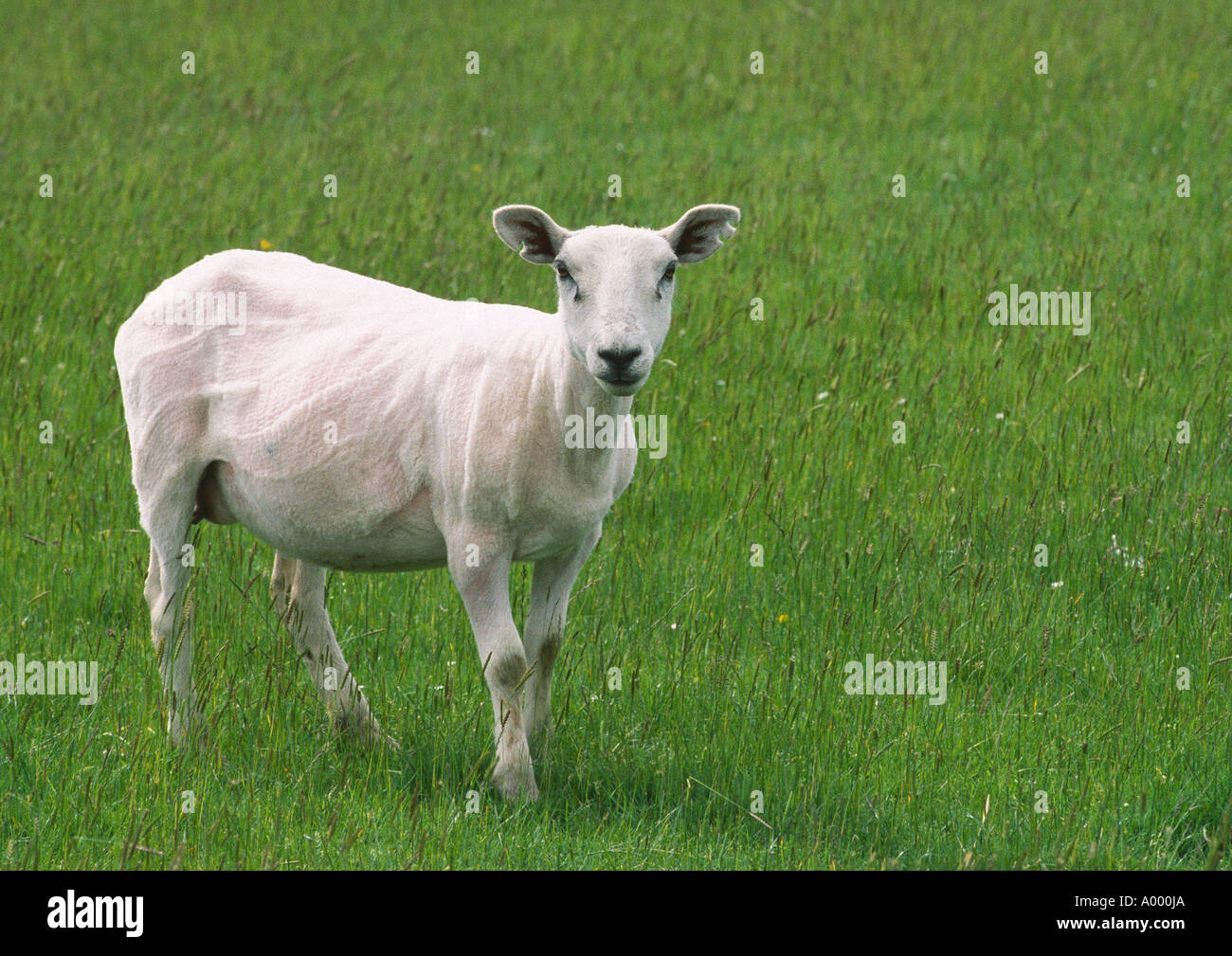 Close up de moutons fraîchement tondus en champ d'herbe verte luxuriante Banque D'Images