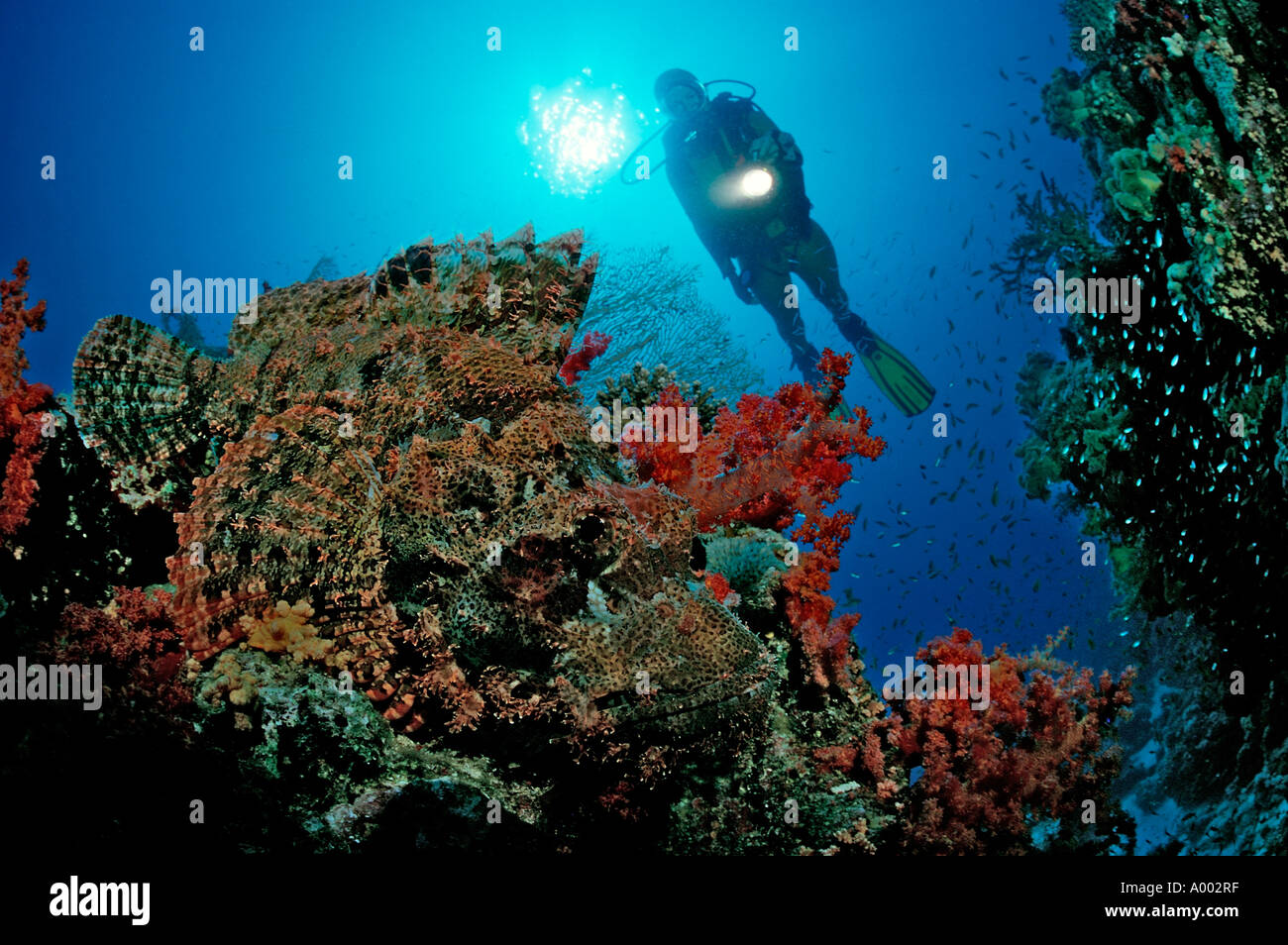 Tassled scorpionfish et Scorpaenopsis oxycephalus Plongée Egypte mer Rouge Hurghada Banque D'Images