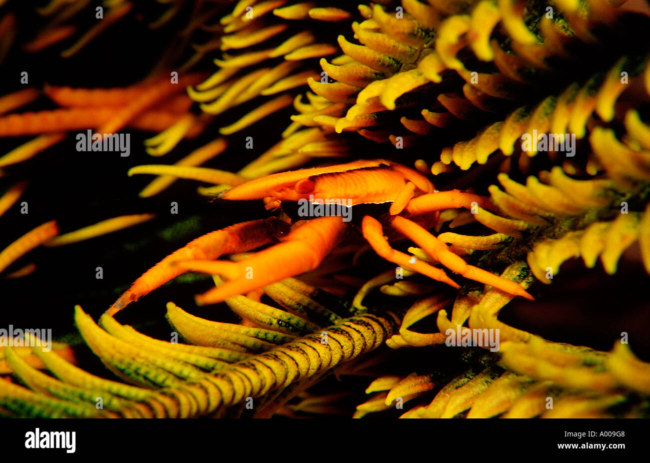 Squat lobster sur un featherstar Allogalathea elegans Wakatobi Dive Resort Sulawesi Indonésie Océan Indien Bandasea Banque D'Images