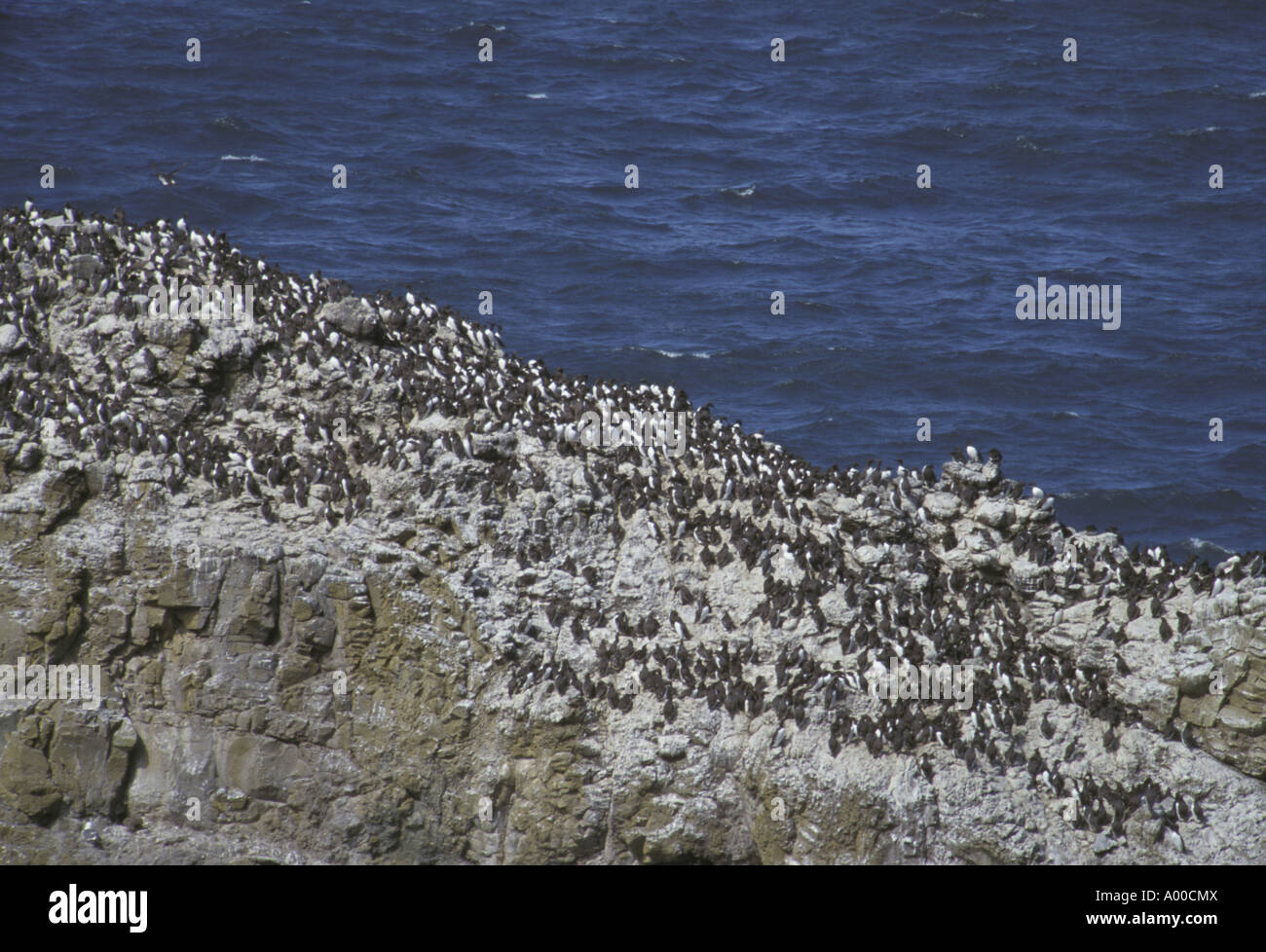 Les Guillemots,Cape Lookout Guillemot colonie de reproduction Oregon State USA Banque D'Images