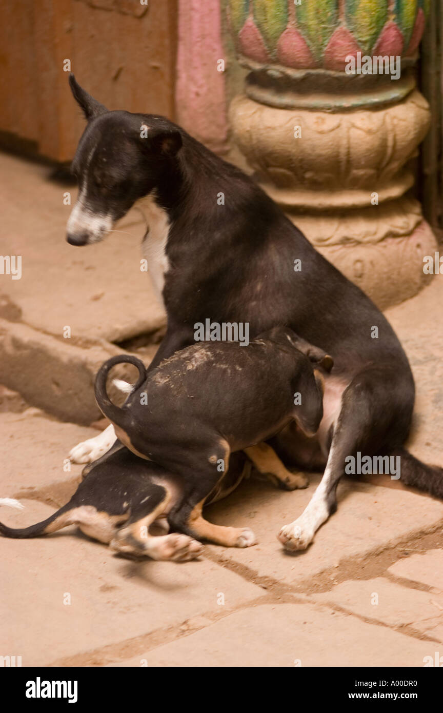 Une chienne nourrissant ses chiots dans une scène de rue à Varanasi, Uttar Pradesh, Inde. Animaux errants dans les rues de Varanasi. Banque D'Images