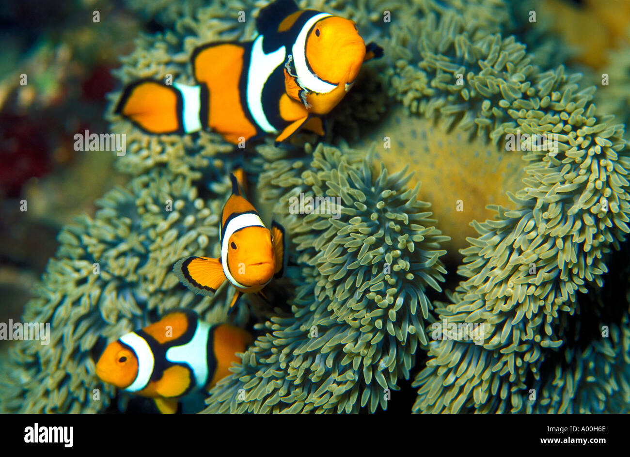 Anemonefishes Amphiprion percula Clown Milne Bay, en Papouasie-Nouvelle-Guinée Banque D'Images