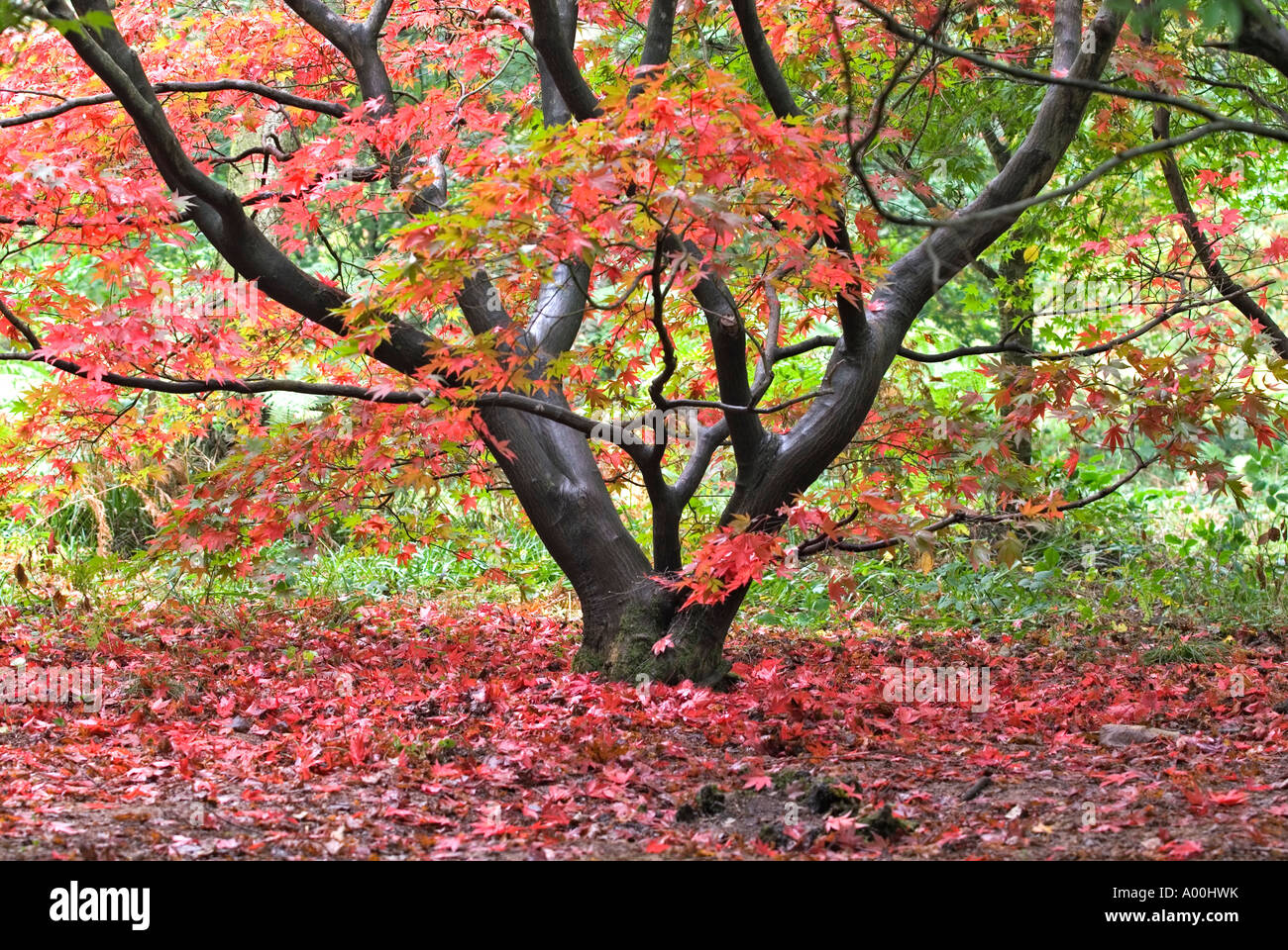 Japanese Maple Acer à Queenswood Arboretum près de Leominster Herefordshire Automne couleur Banque D'Images