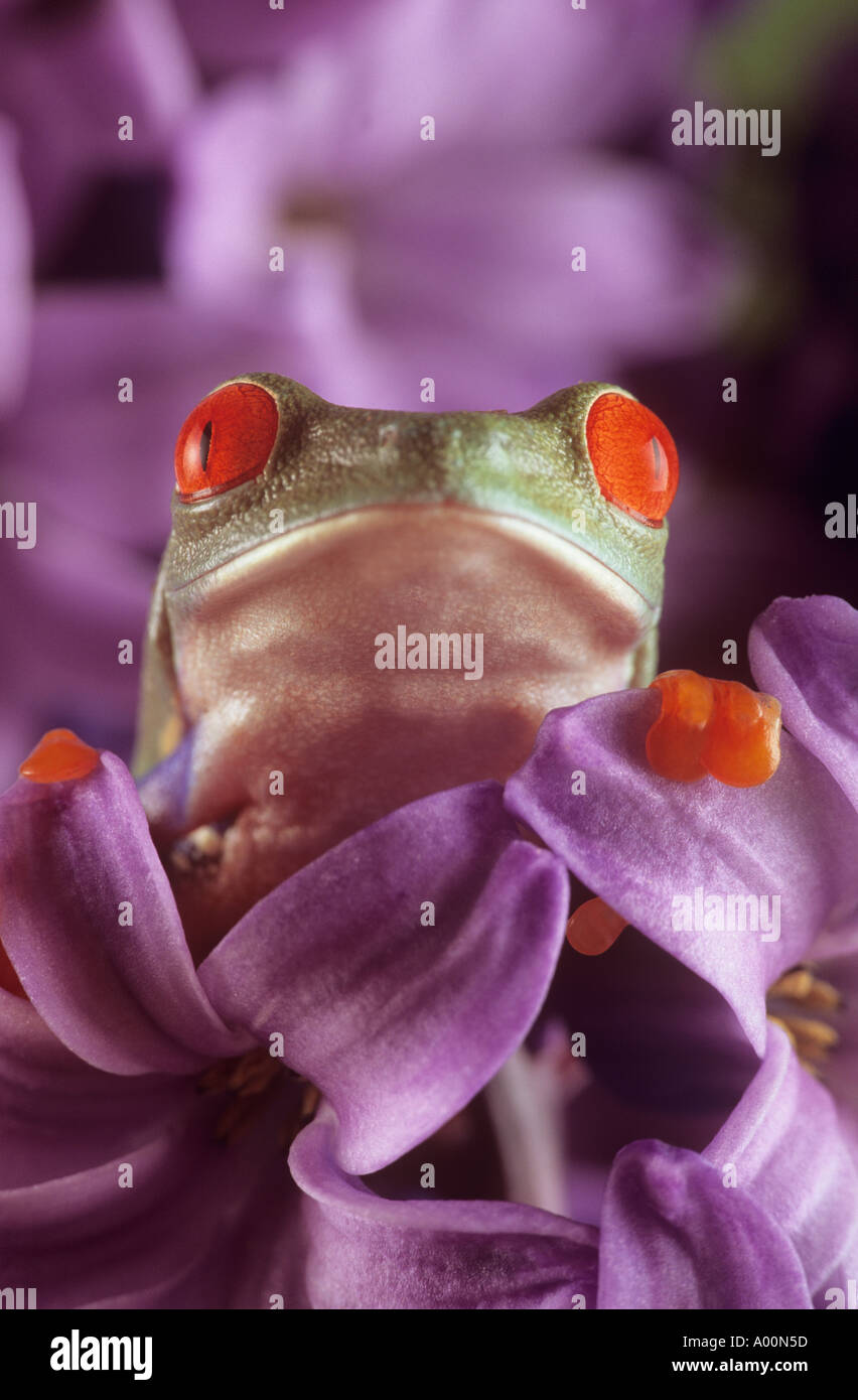 Red eyed tree frog Banque D'Images