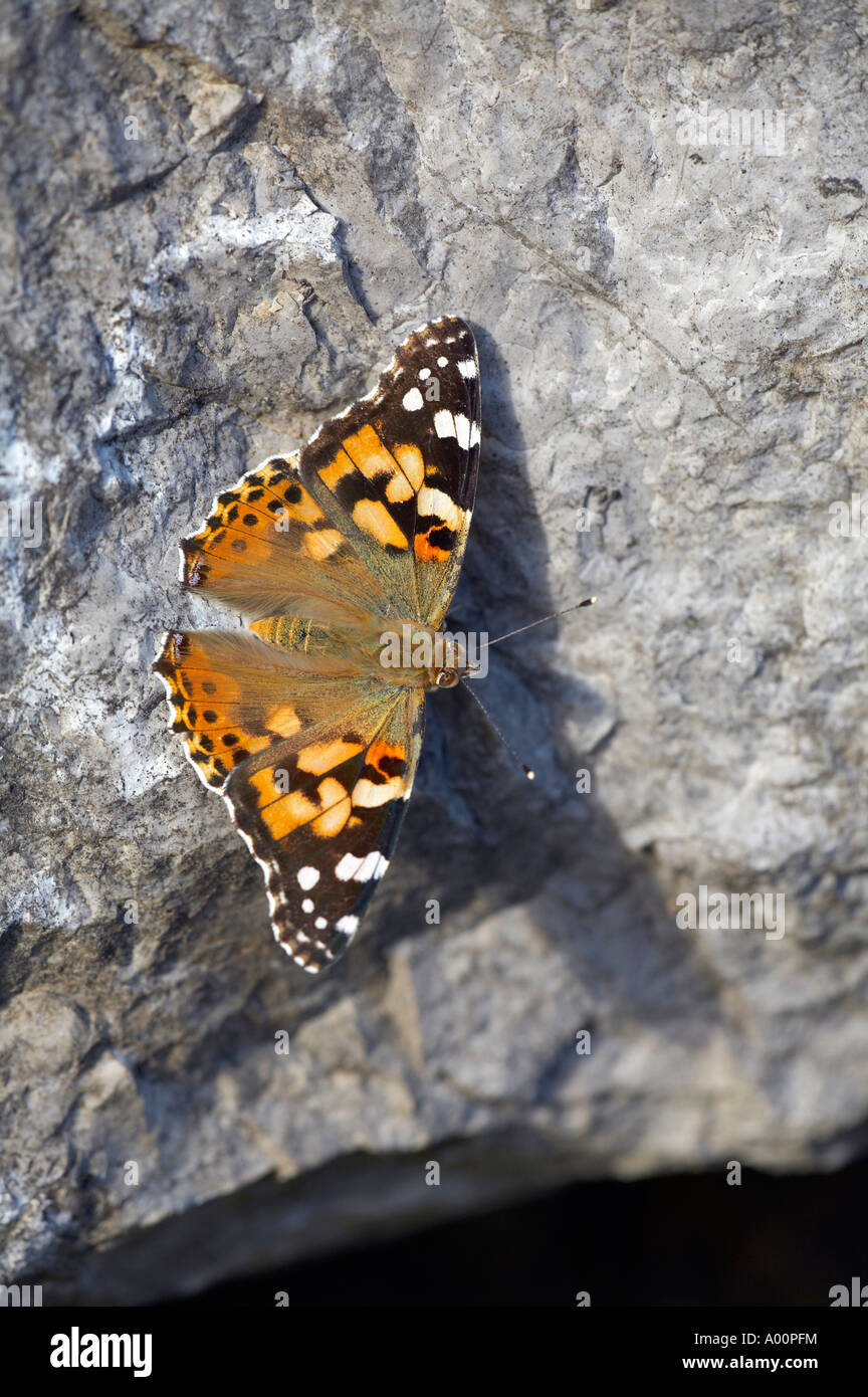Papillon belle dame Alpes Banque D'Images