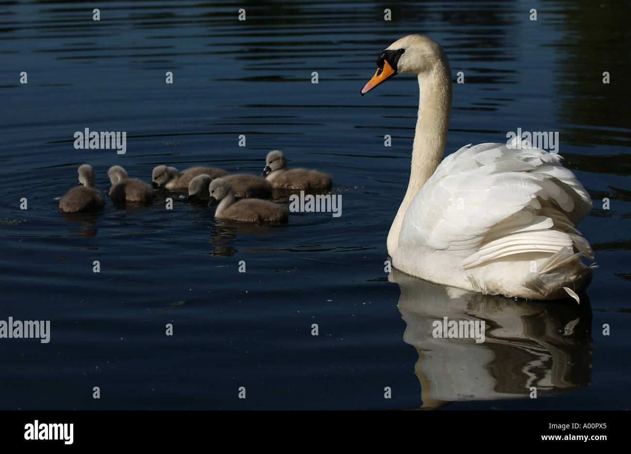 Cygne tuberculé Cygnus olor avec cygnets Oxfordshire UK Banque D'Images