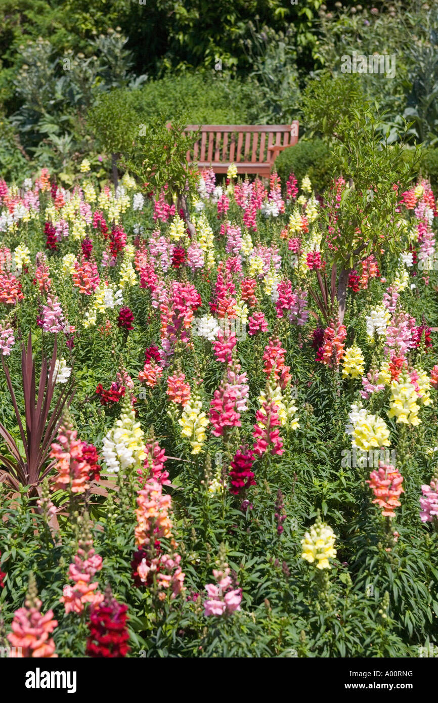 Jardin fleuri de Golders Hill Park Londres Angleterre Banque D'Images