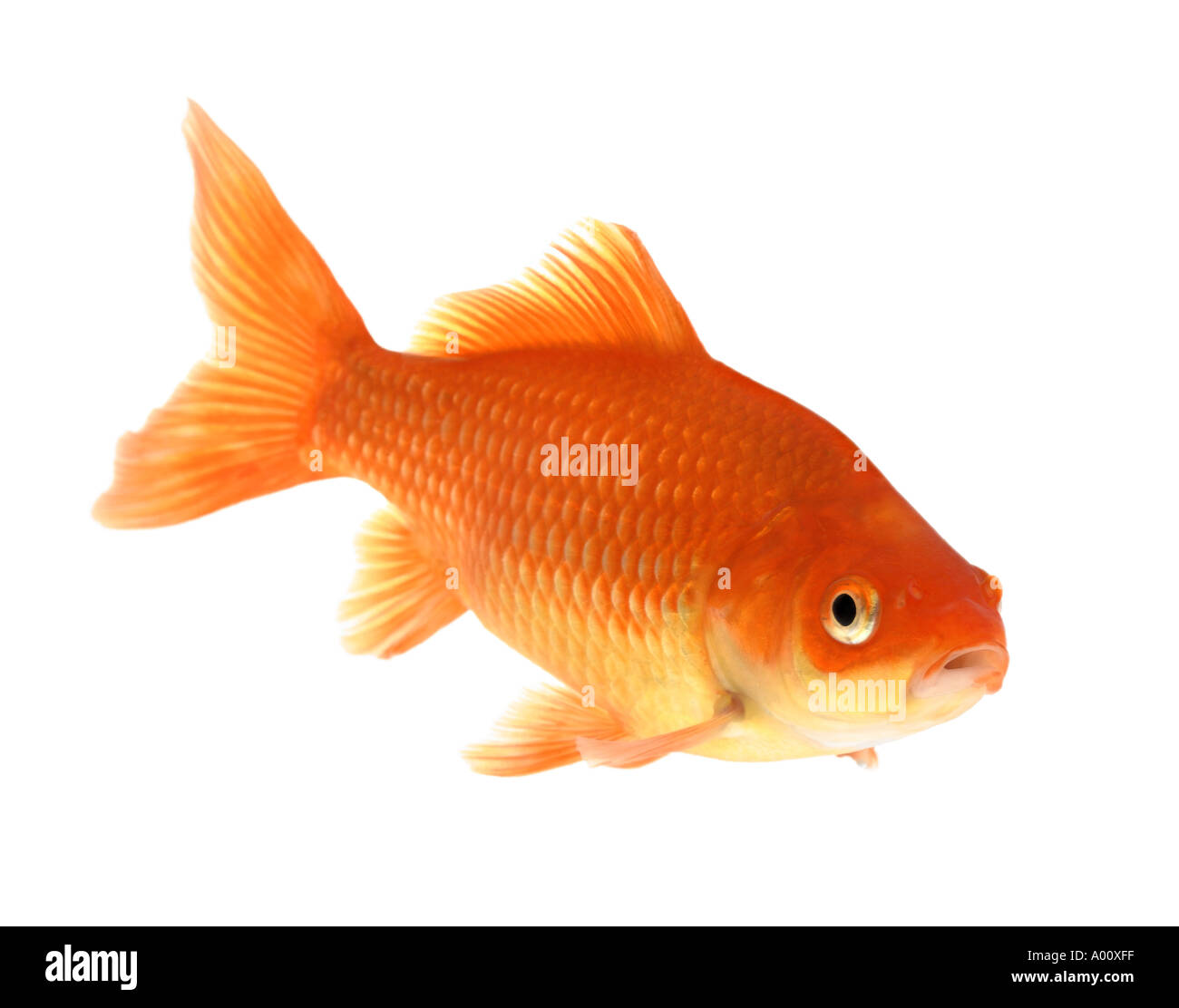 poisson rouge Banque D'Images