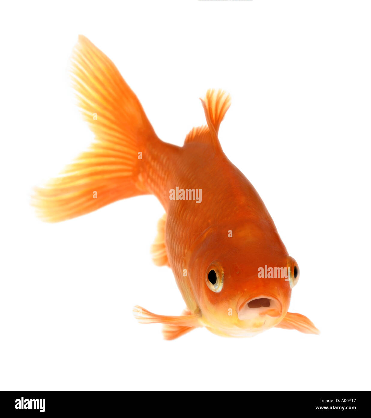 poisson rouge Banque D'Images