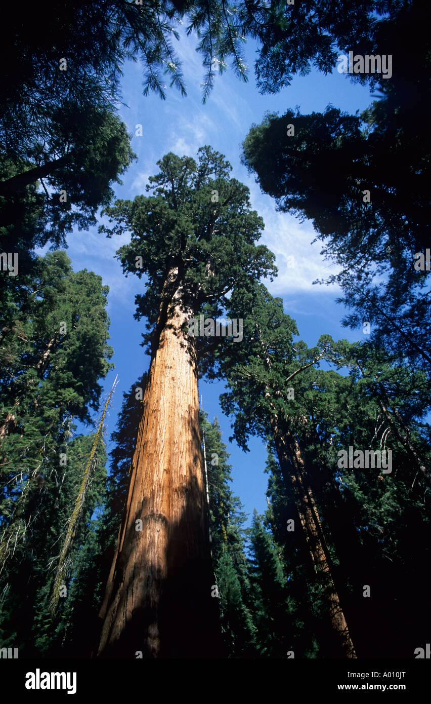 Séquoias Géants Sequoia sempevirens Sequoia National Park California USA Banque D'Images