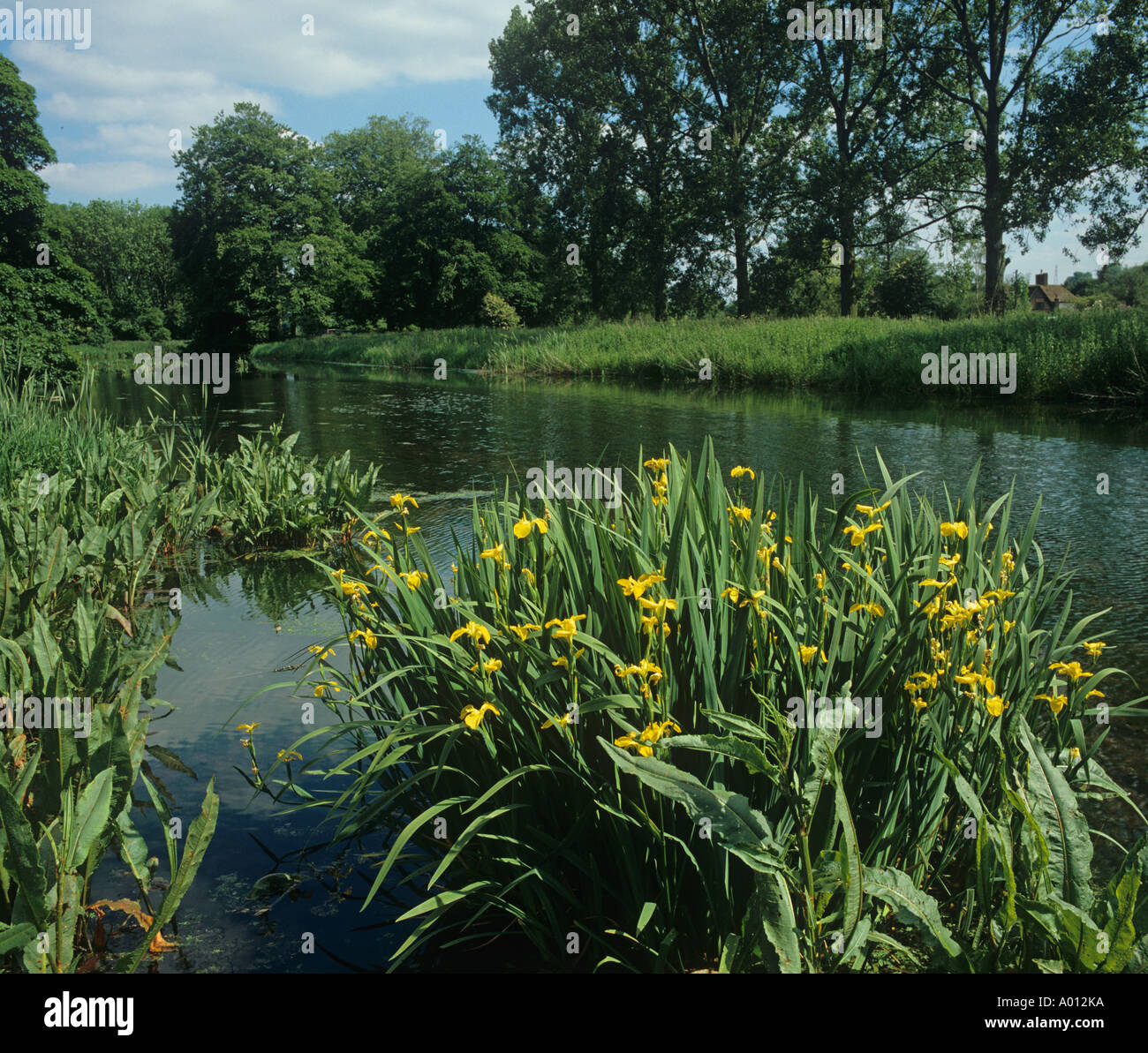 Waterend rivière Gade Hertfordshire UK Juillet Banque D'Images