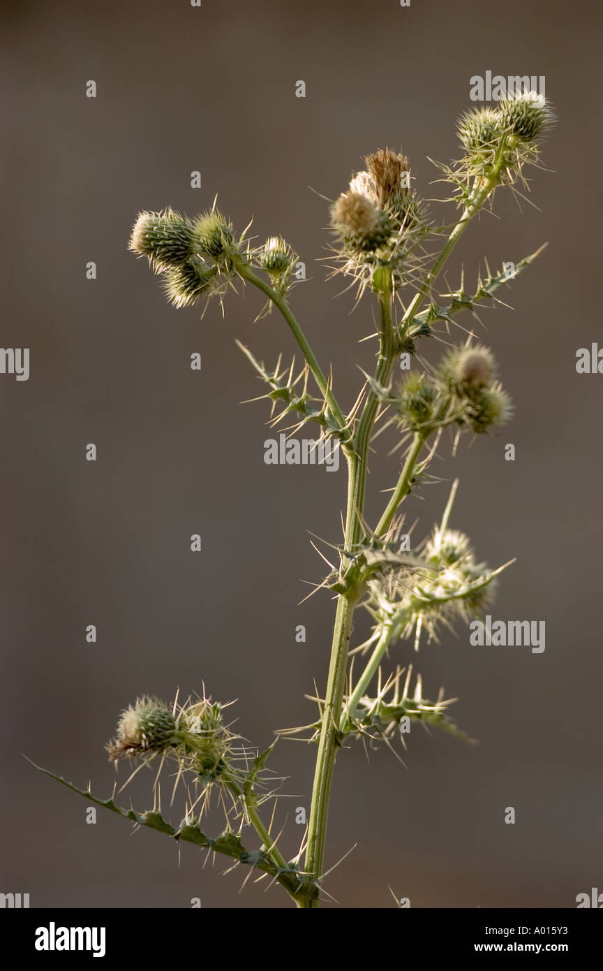 Pitcher plante poussant dans le Ladakh Banque D'Images