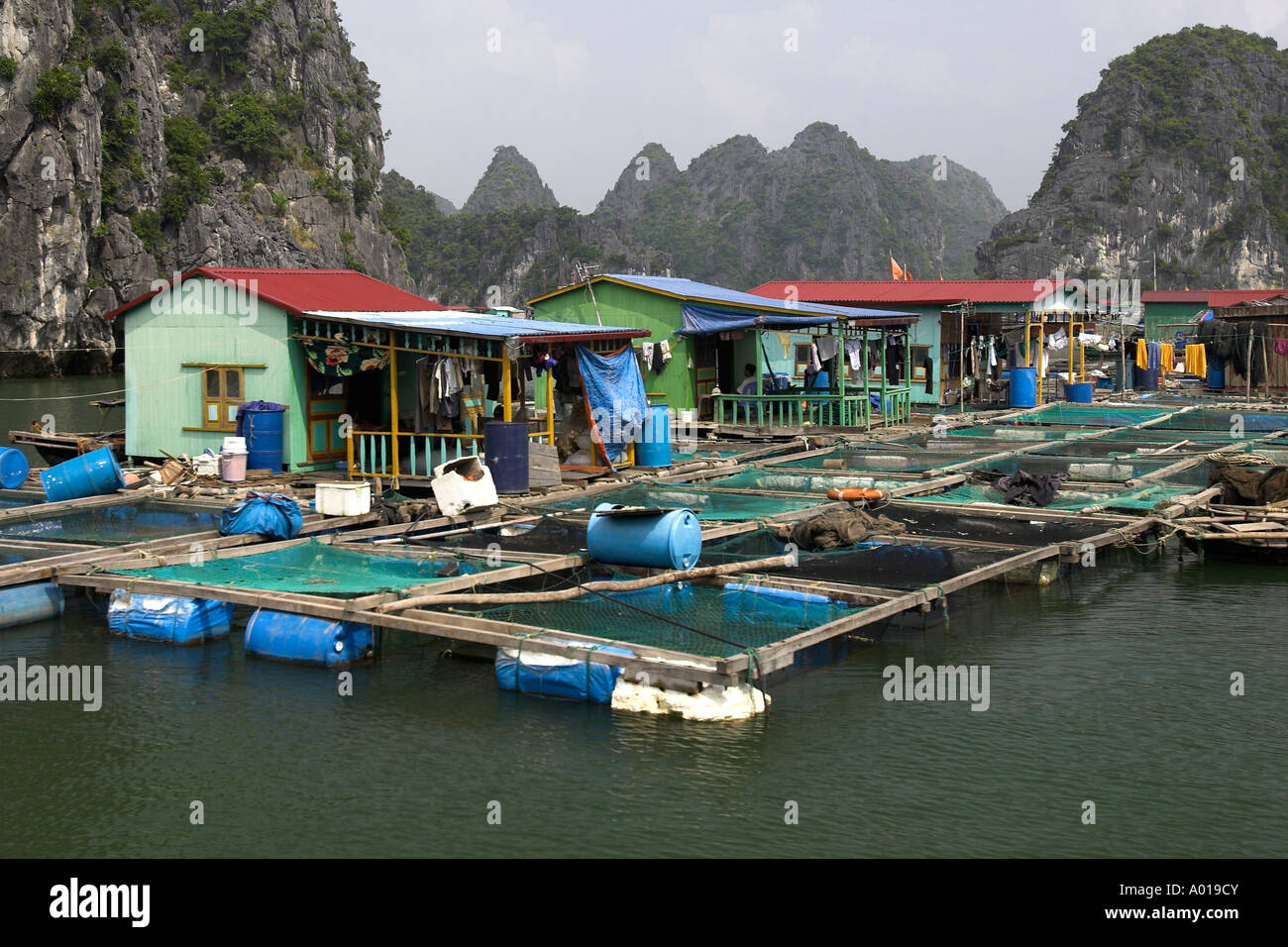 Village de pêcheurs flottant au large de l'île Cat Ba entre les paysages karstiques Rocky Island au nord-est Vietnam Banque D'Images