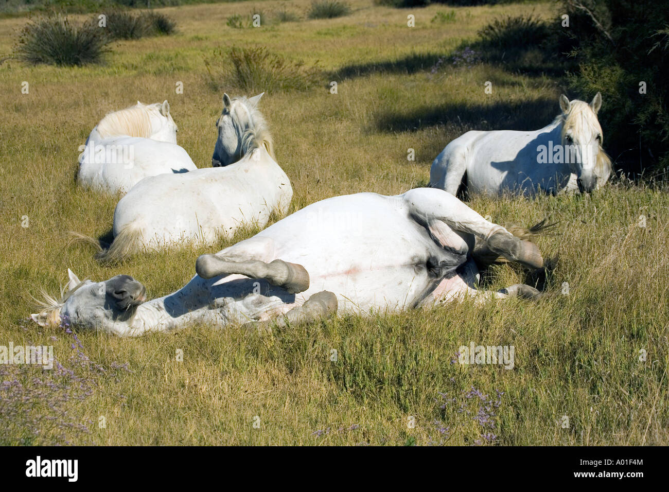 Tôt le matin dans la campagne de la Camargue situé dans le sud de la France quelques White horse sont vivre libre et sauvage Banque D'Images