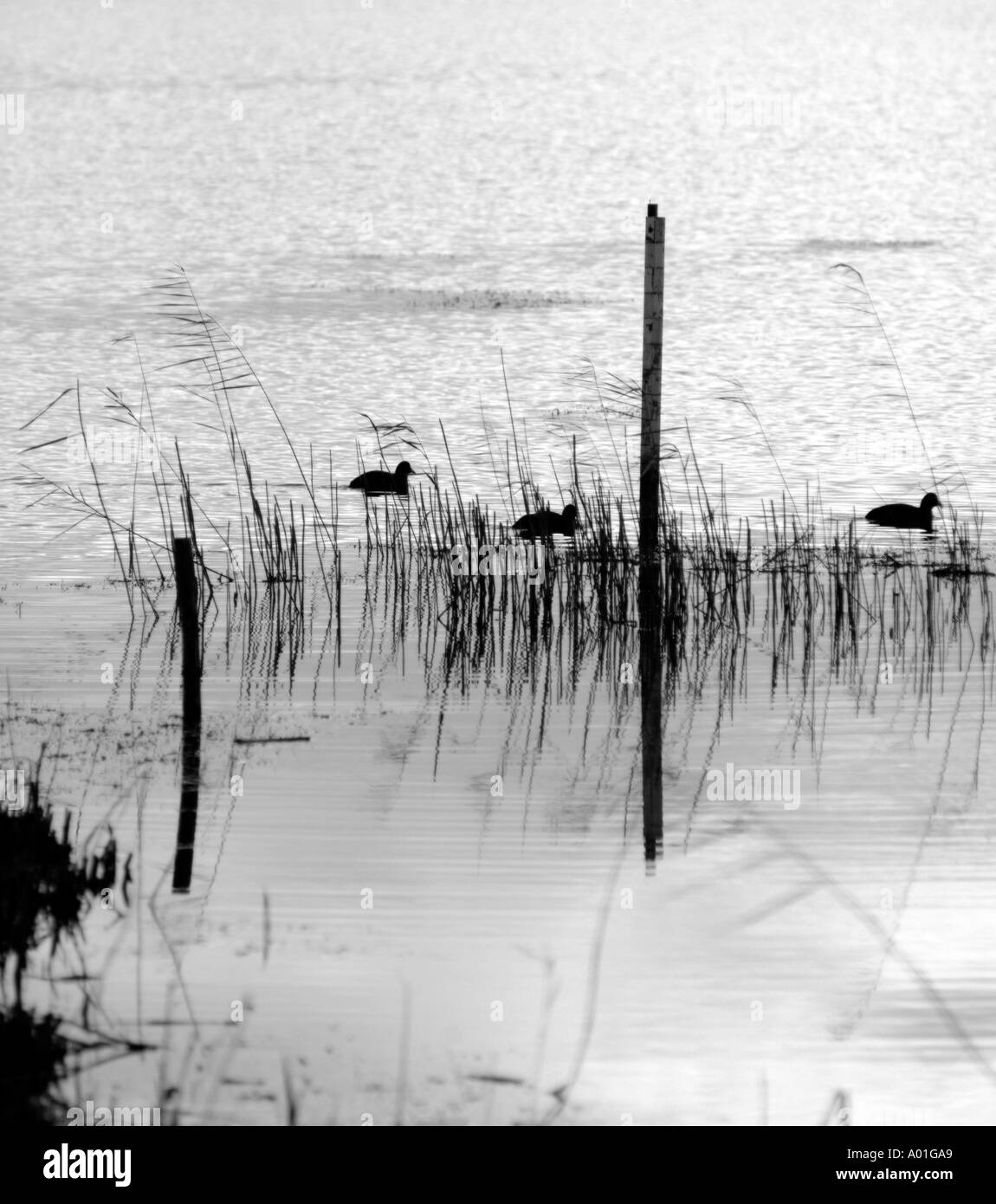 Au repos des oiseaux au crépuscule Minsmere Suffolk Banque D'Images