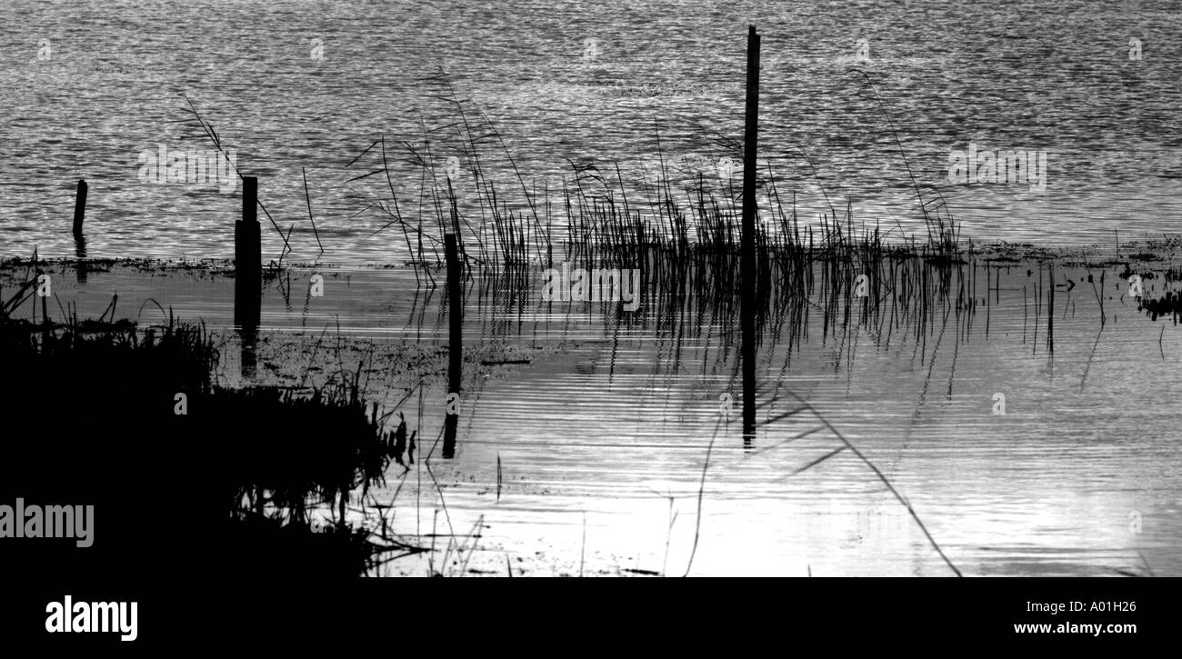 Au repos des oiseaux au crépuscule Minsmere Suffolk Banque D'Images