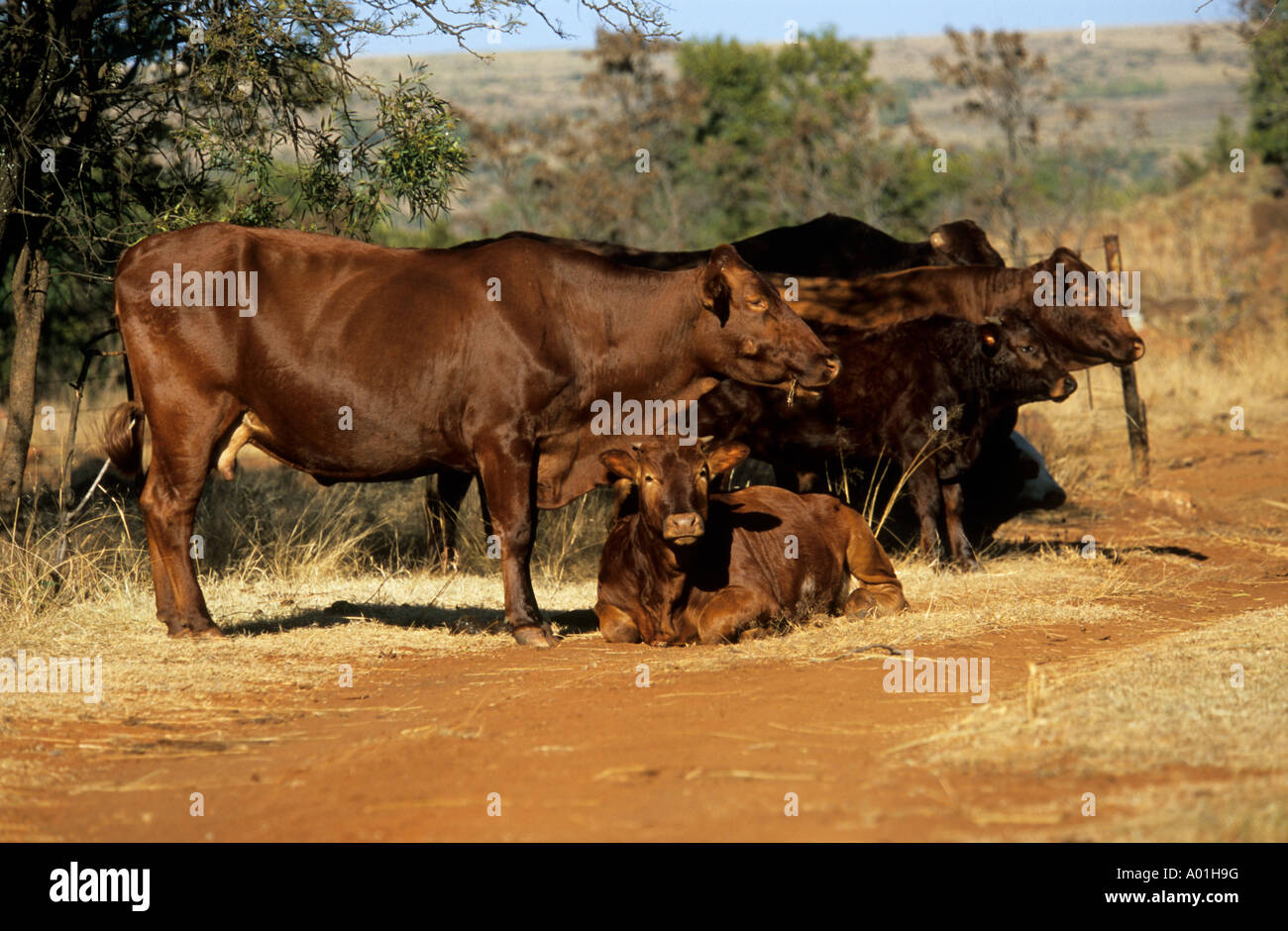 Animaux, élevage, agriculture, vaches et veaux, bétail au repos, Ferme, Afrique du Sud, animaux domestiques, production de viande, élevage en ranch, gratuit, bœuf Banque D'Images