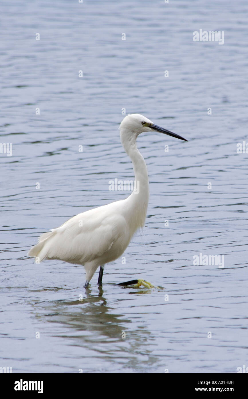 Aigrette garzette Egretta garzetta pataugeant en eau peu profonde à la recherche de nourriture Banque D'Images