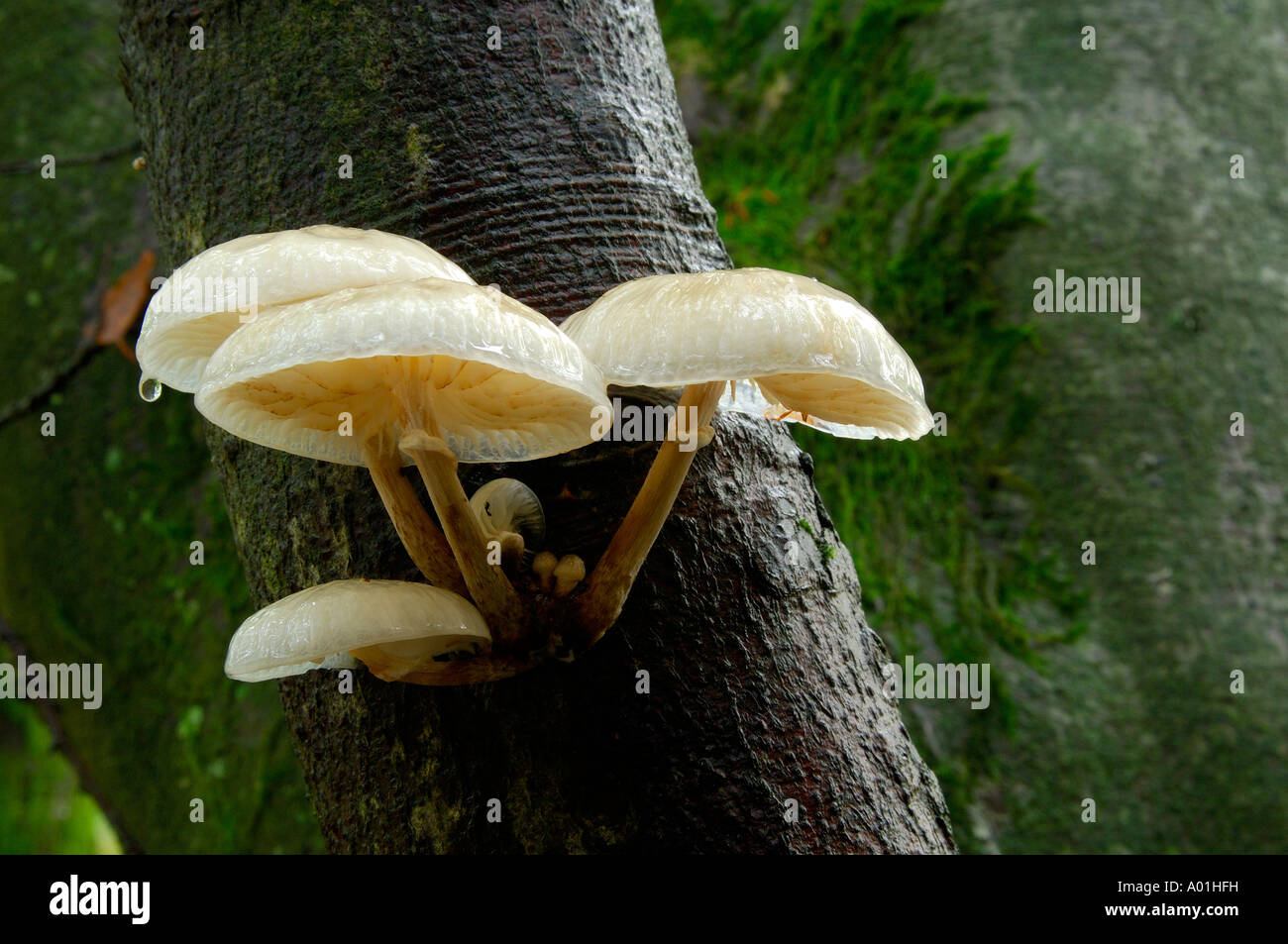 Hêtre visqueuse champignons Oudemansiella mucida Pac ou tasses de champignons poussant sur un tronc d'arbre Banque D'Images