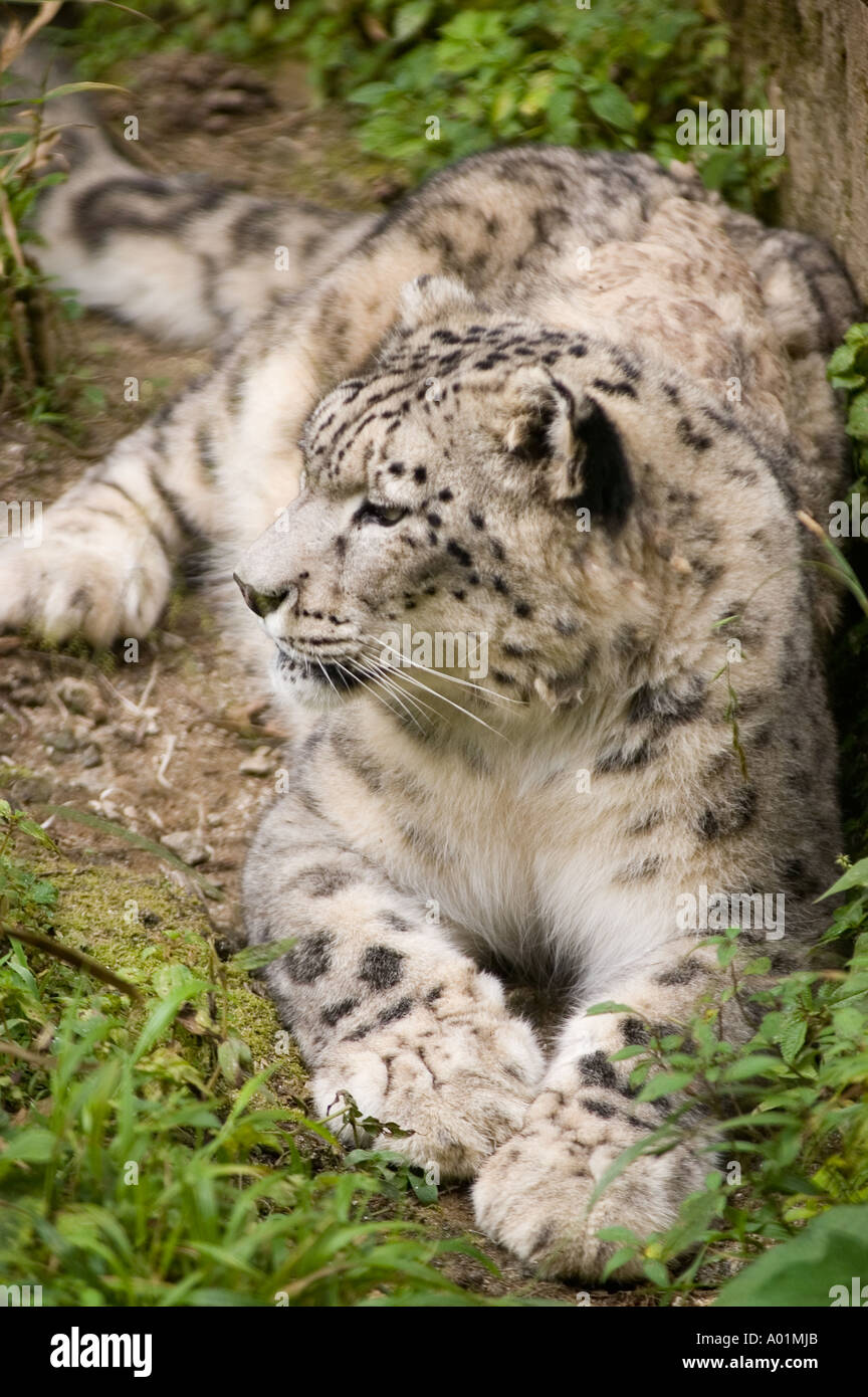 Snow Leopard Panthera Unica Banque D'Images