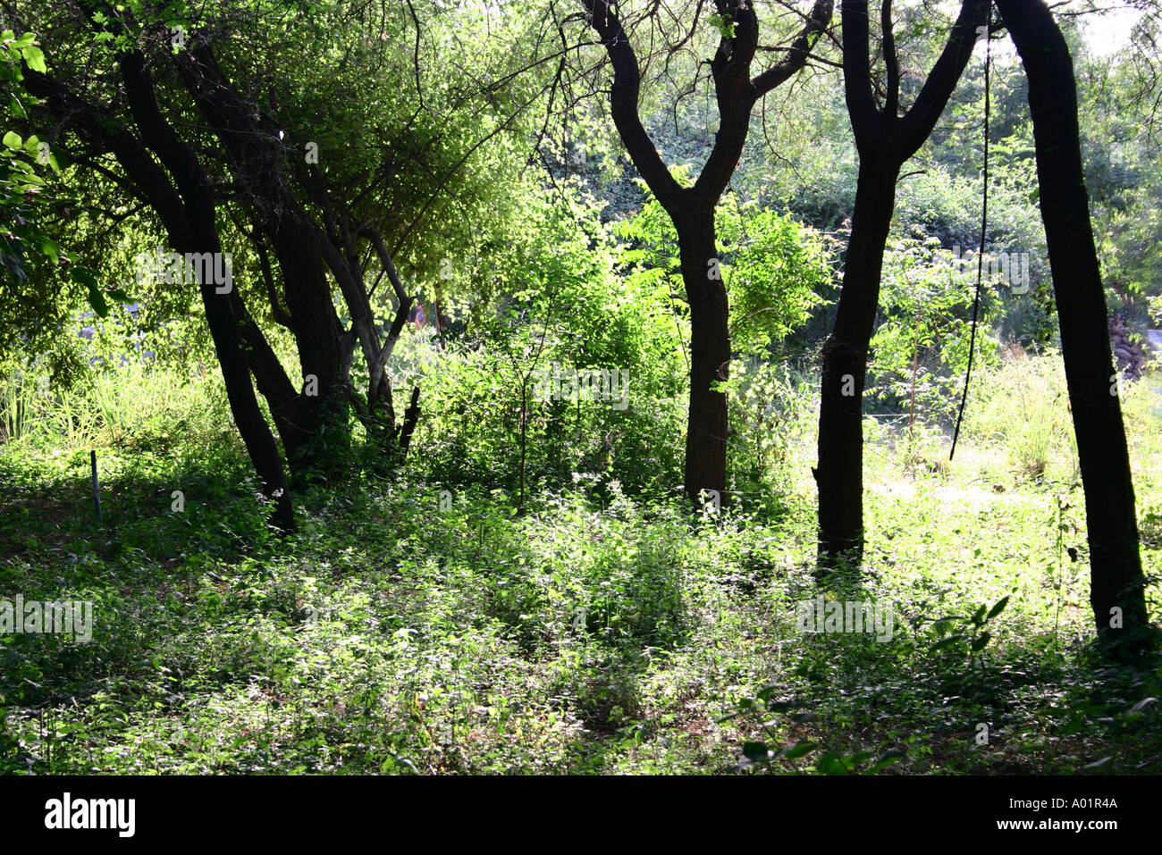La croissance naturelle de vert forêt arbres et végétation dans la soirée la lumière du soleil dans Gujarat Inde Gandhi Nagar Banque D'Images