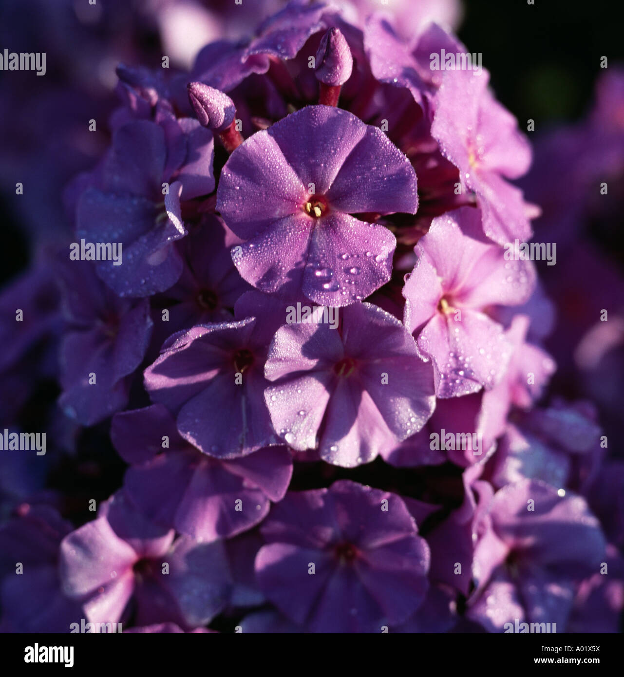 Close up d'un phlox après la pluie Banque D'Images