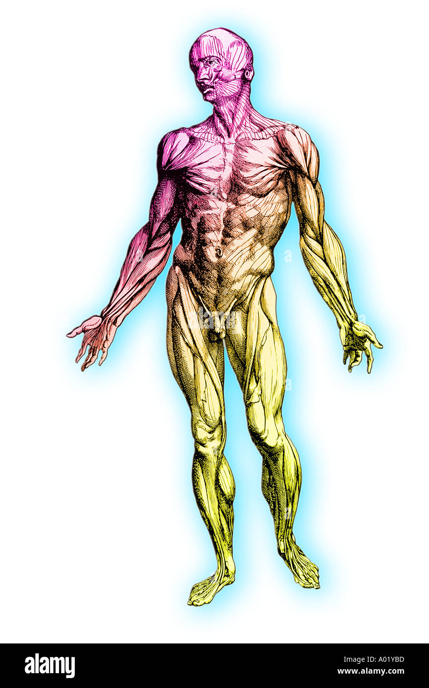 Illustration anatomique du système musculaire humaine fondée sur original par Andreas Vesalius Banque D'Images